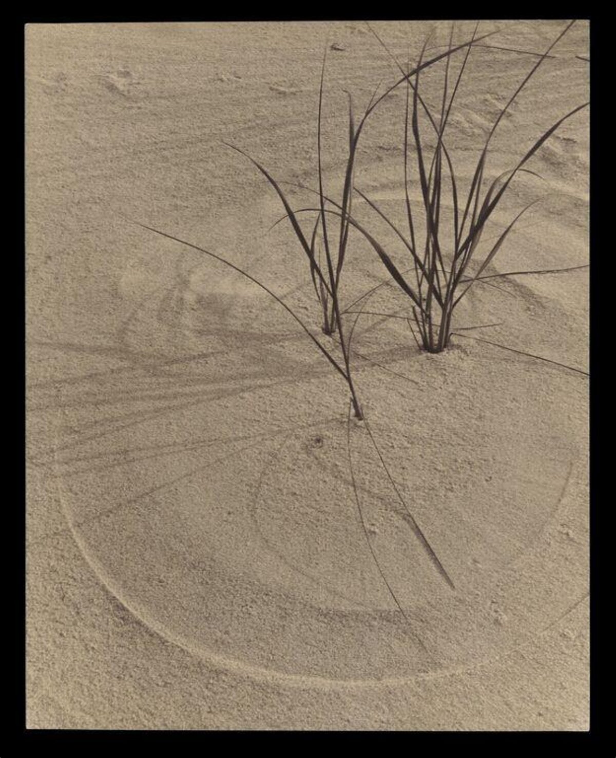 Grass Growing on Sand Dune