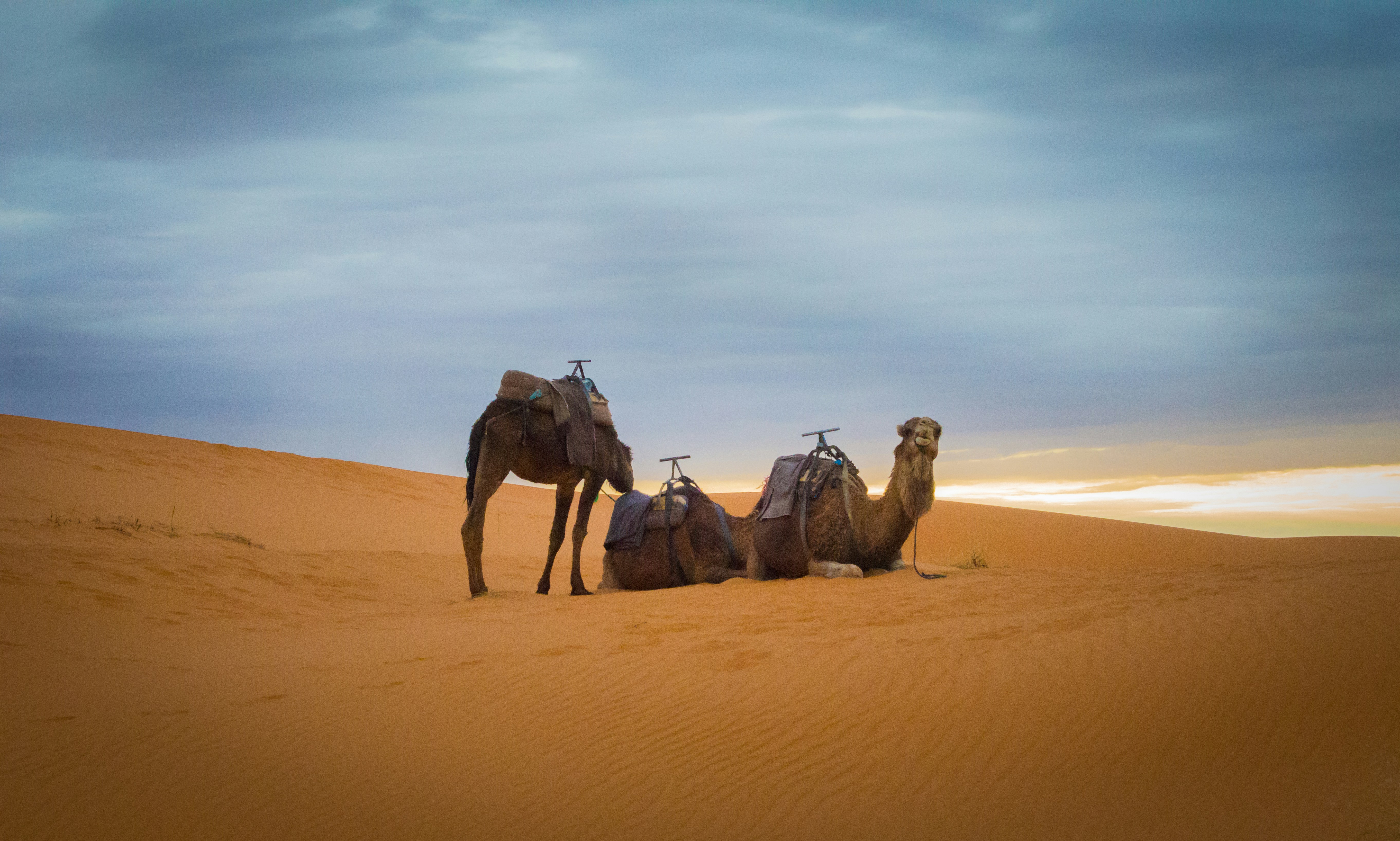 Three Camels on Desert Sand Dunes