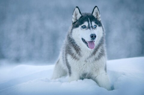 Siberian Husky in Snow