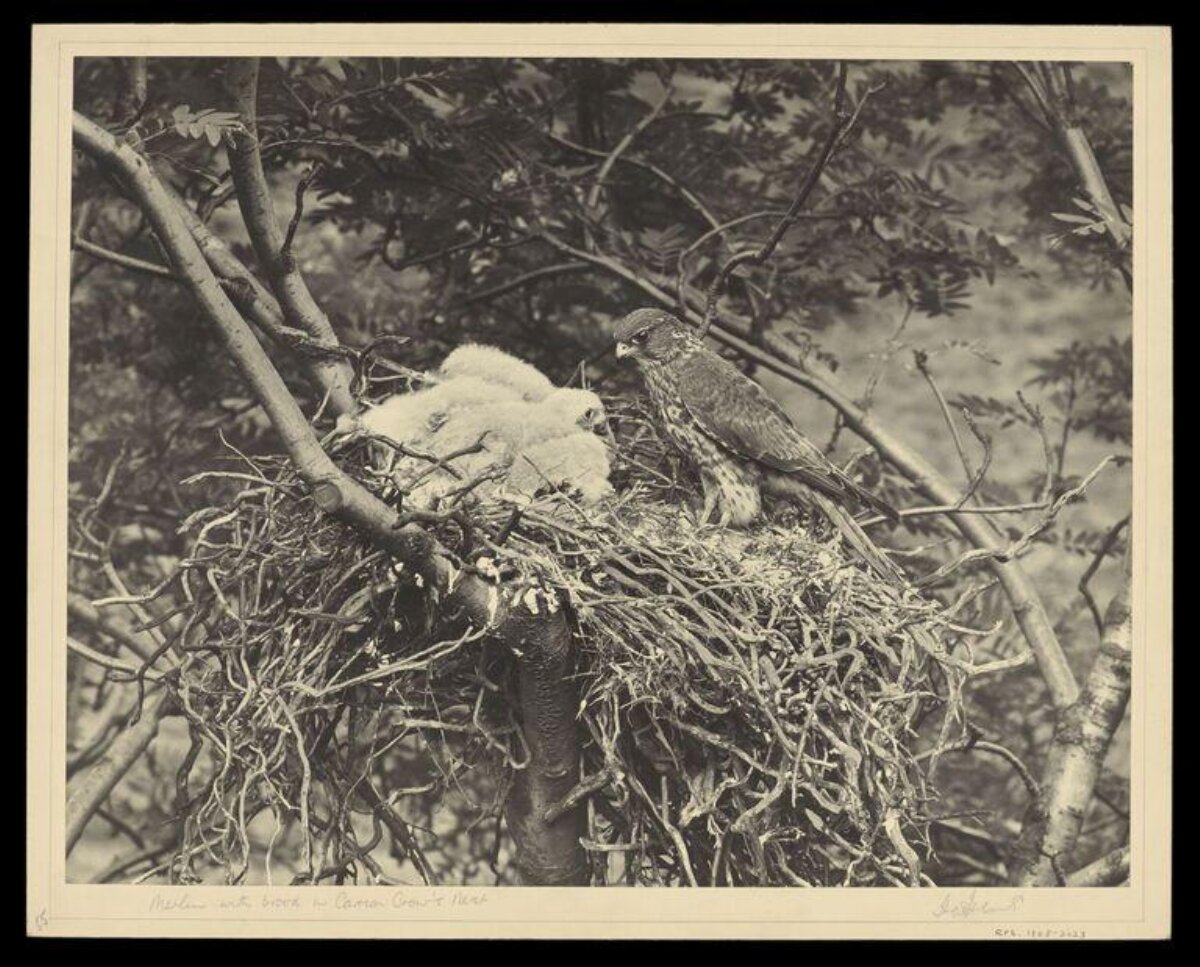 Merlin and Chicks in Tree Nest