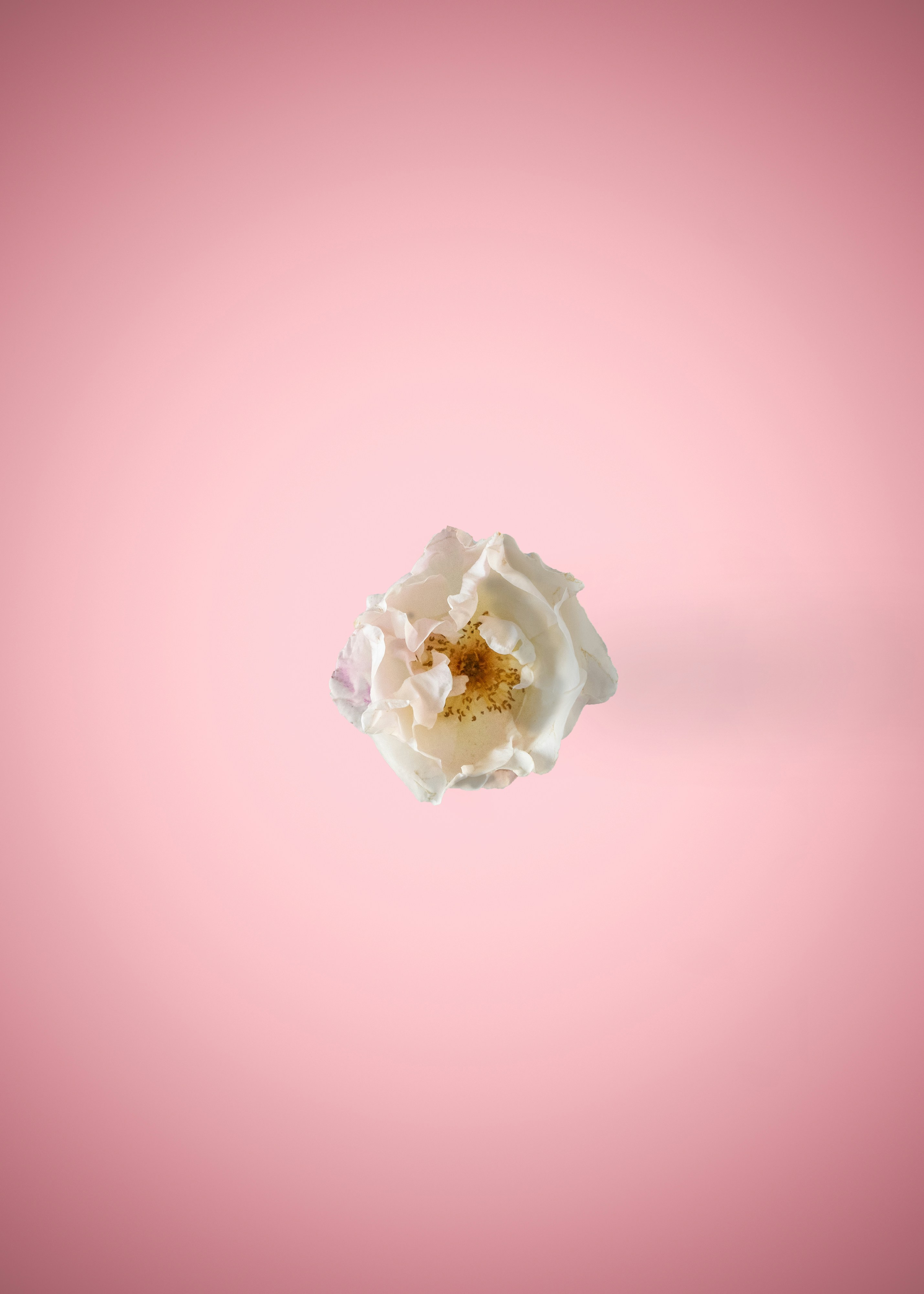 Single White Rose on Pink Background