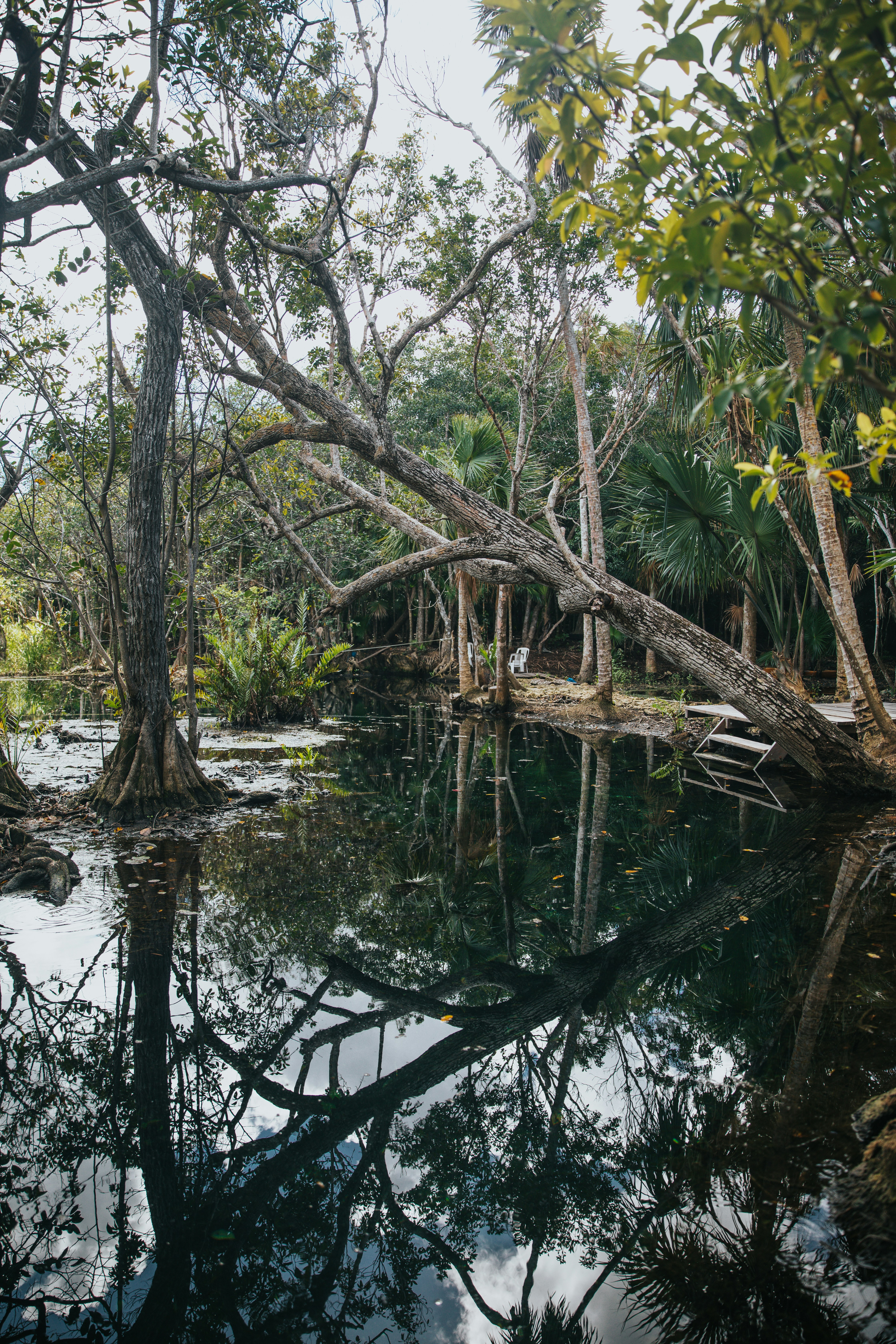 Forest Pond Tree Reflection
