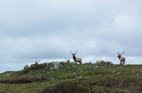 Elks on Grassy Hilltop