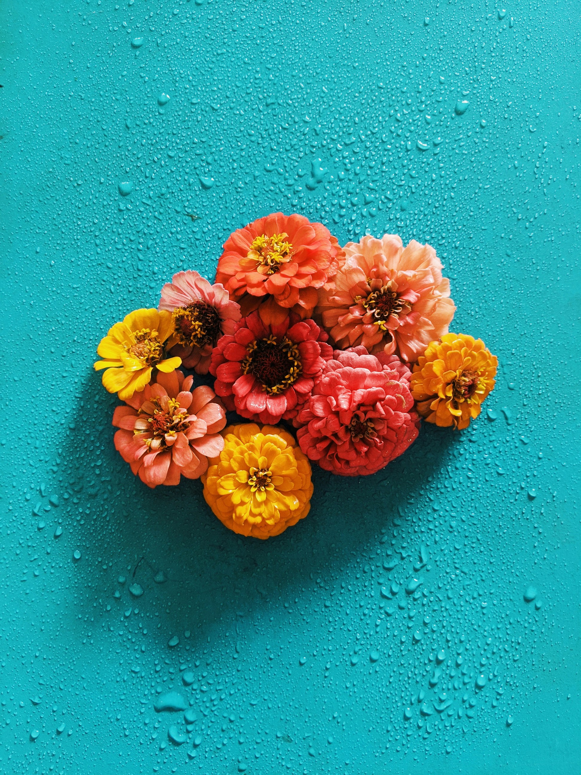 Colorful Zinnias on Turquoise Background