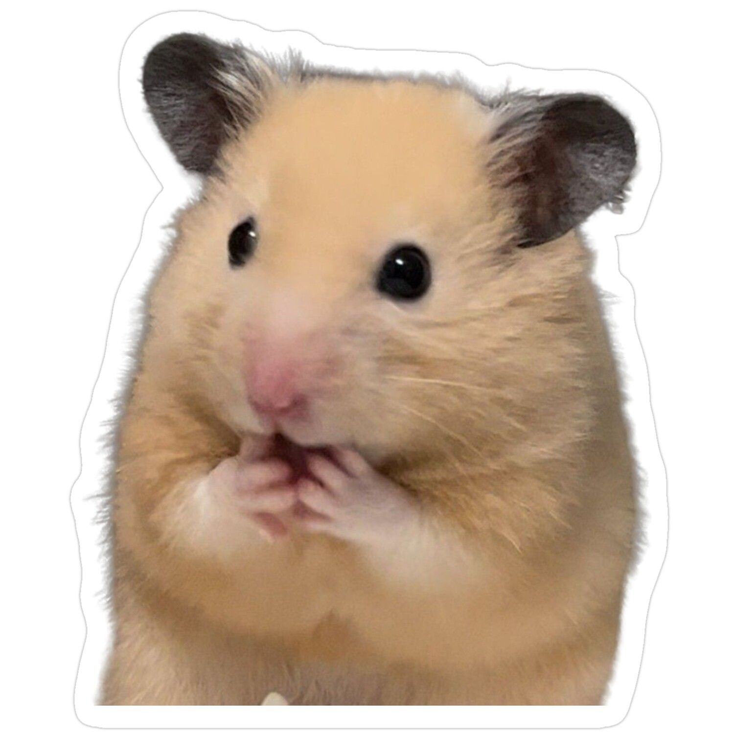 Fluffy Golden Hamster