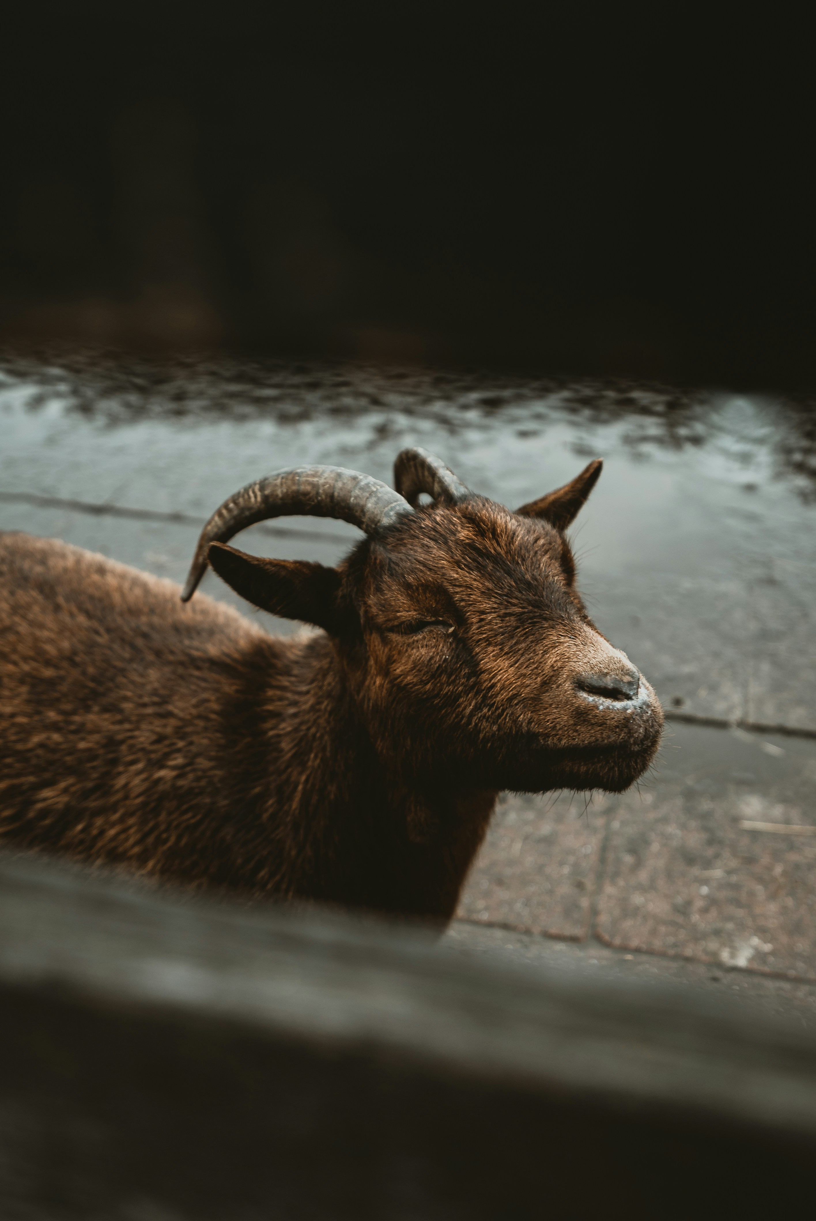 Relaxed Brown Goat