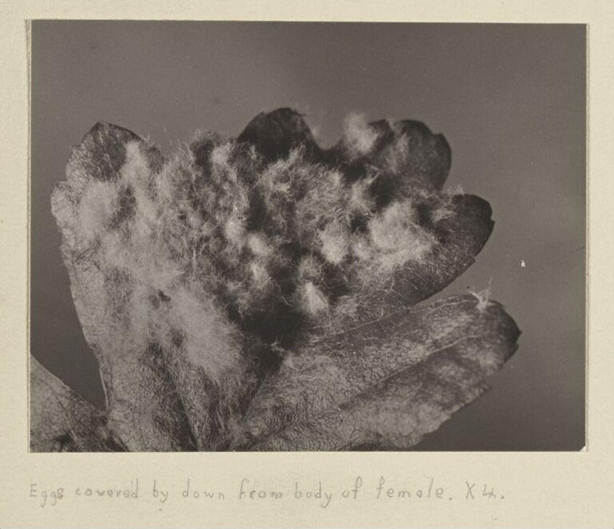 Insect Eggs Covered by Female Body Down