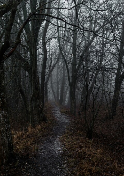 Foggy Forest Path