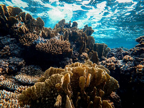 Underwater Coral Reef Landscape