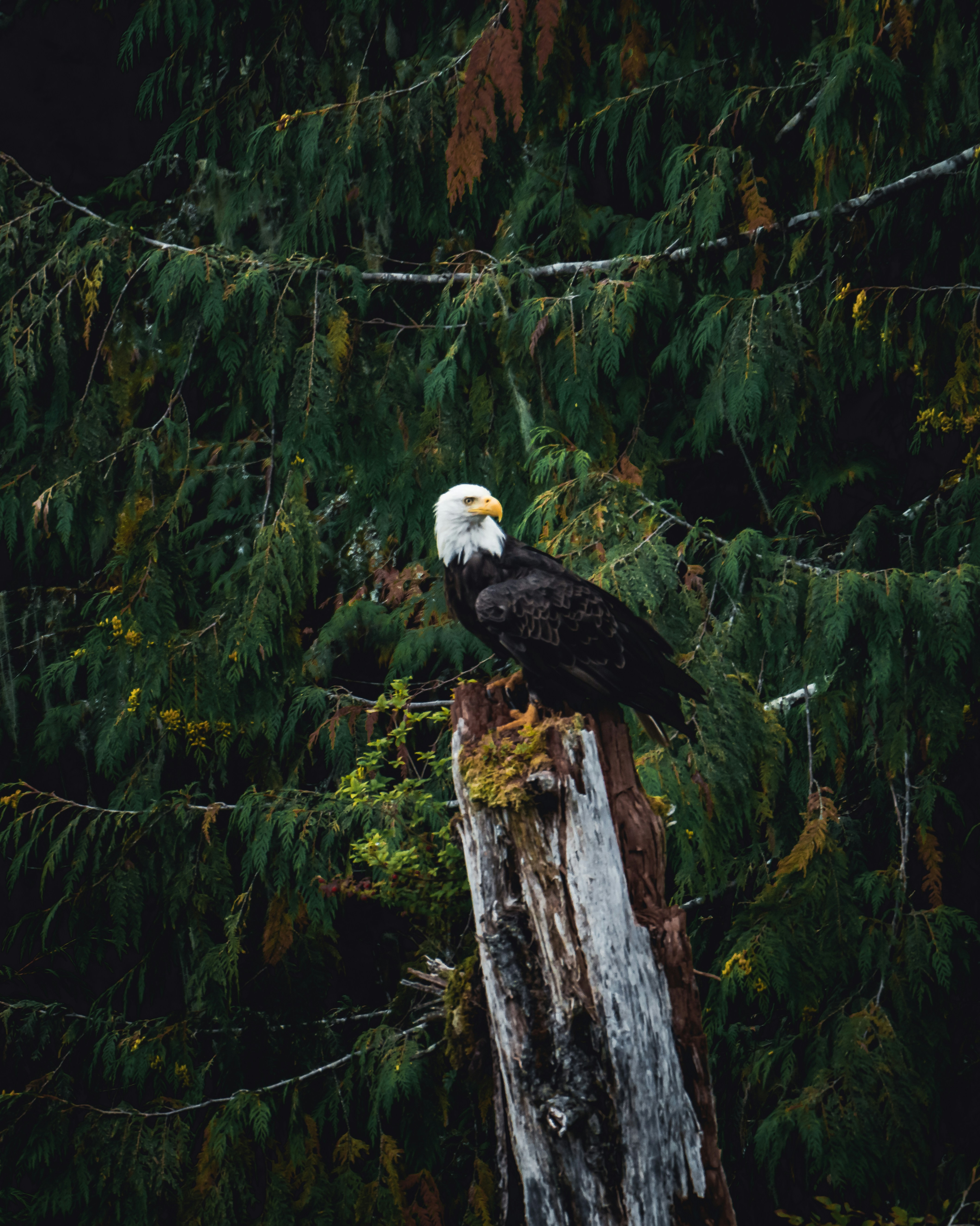 Bald Eagle Perched on Forest Stump