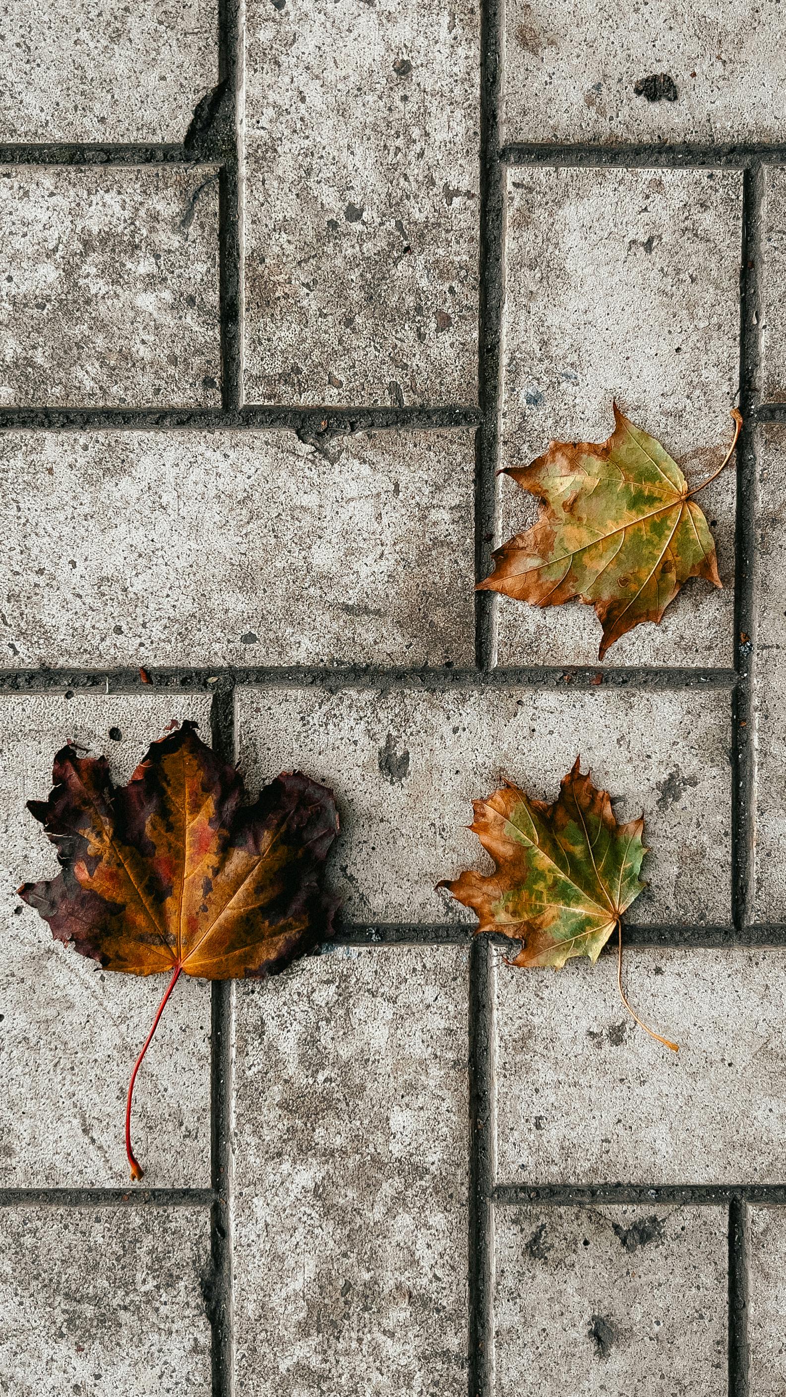 Wallpapers