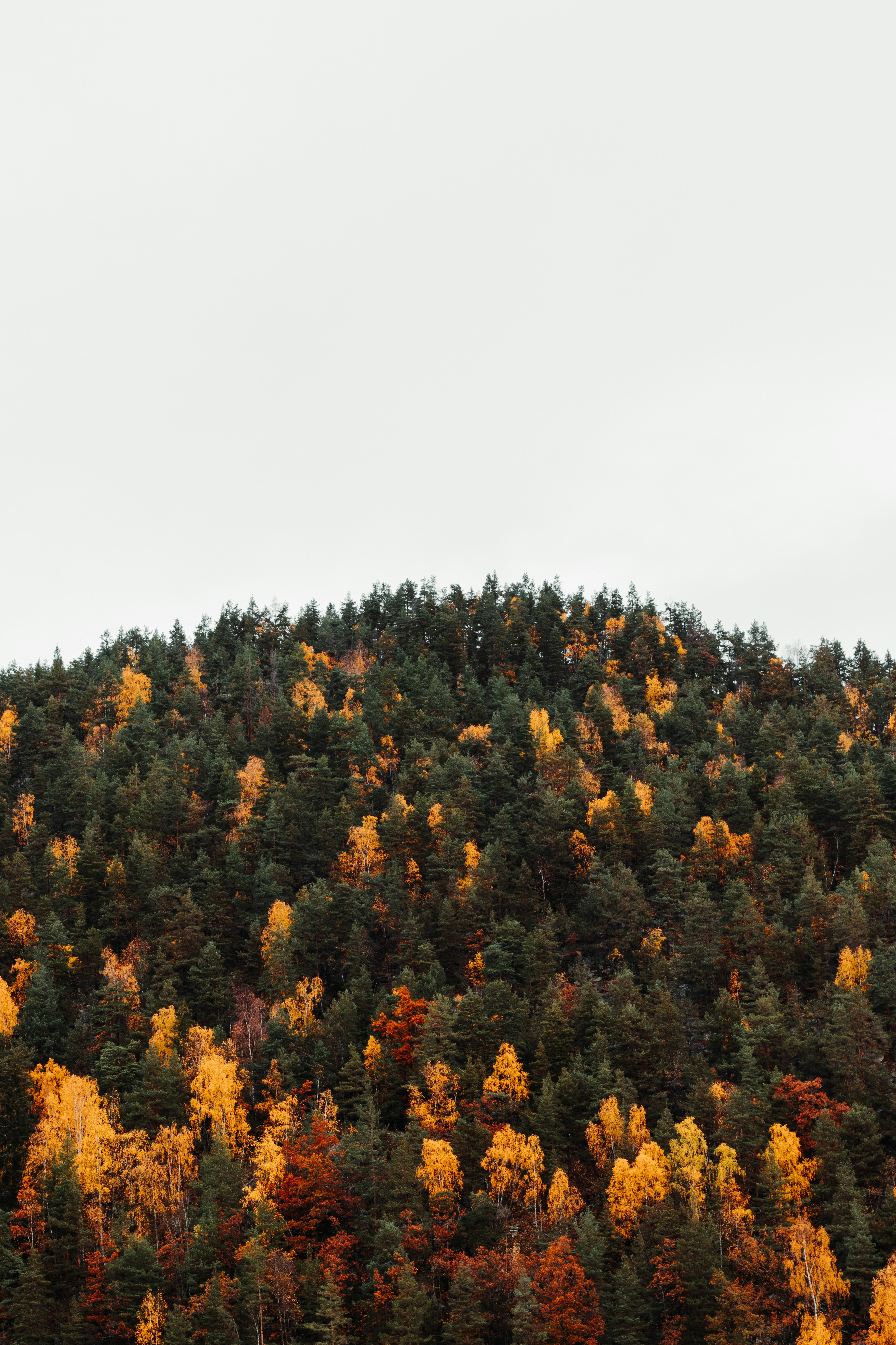 Autumn Hillside Forest