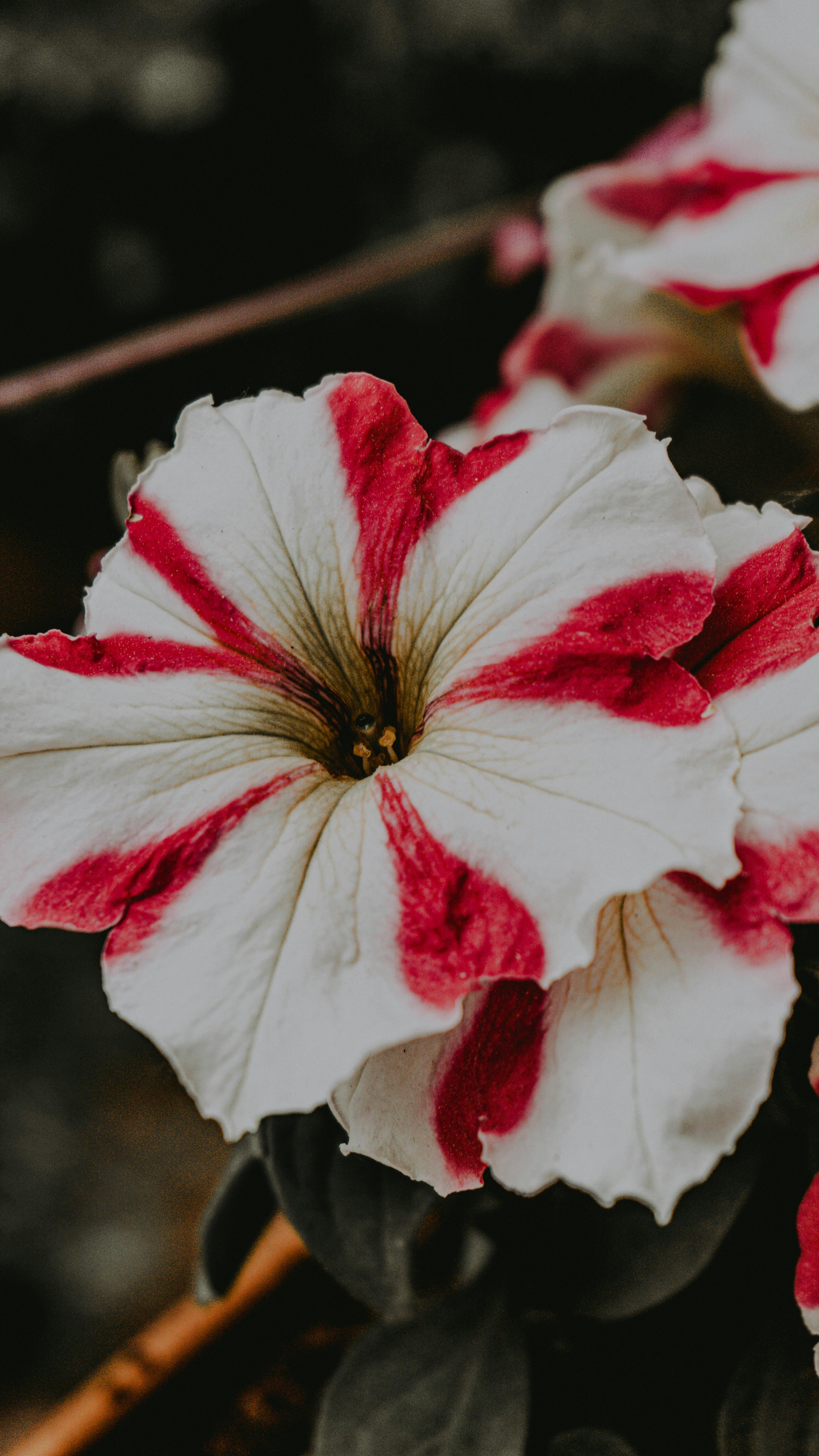 Red and White Striped Petunia