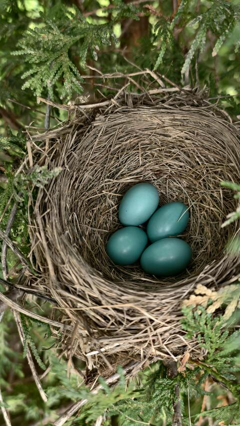 Bird Nest With Blue Eggs