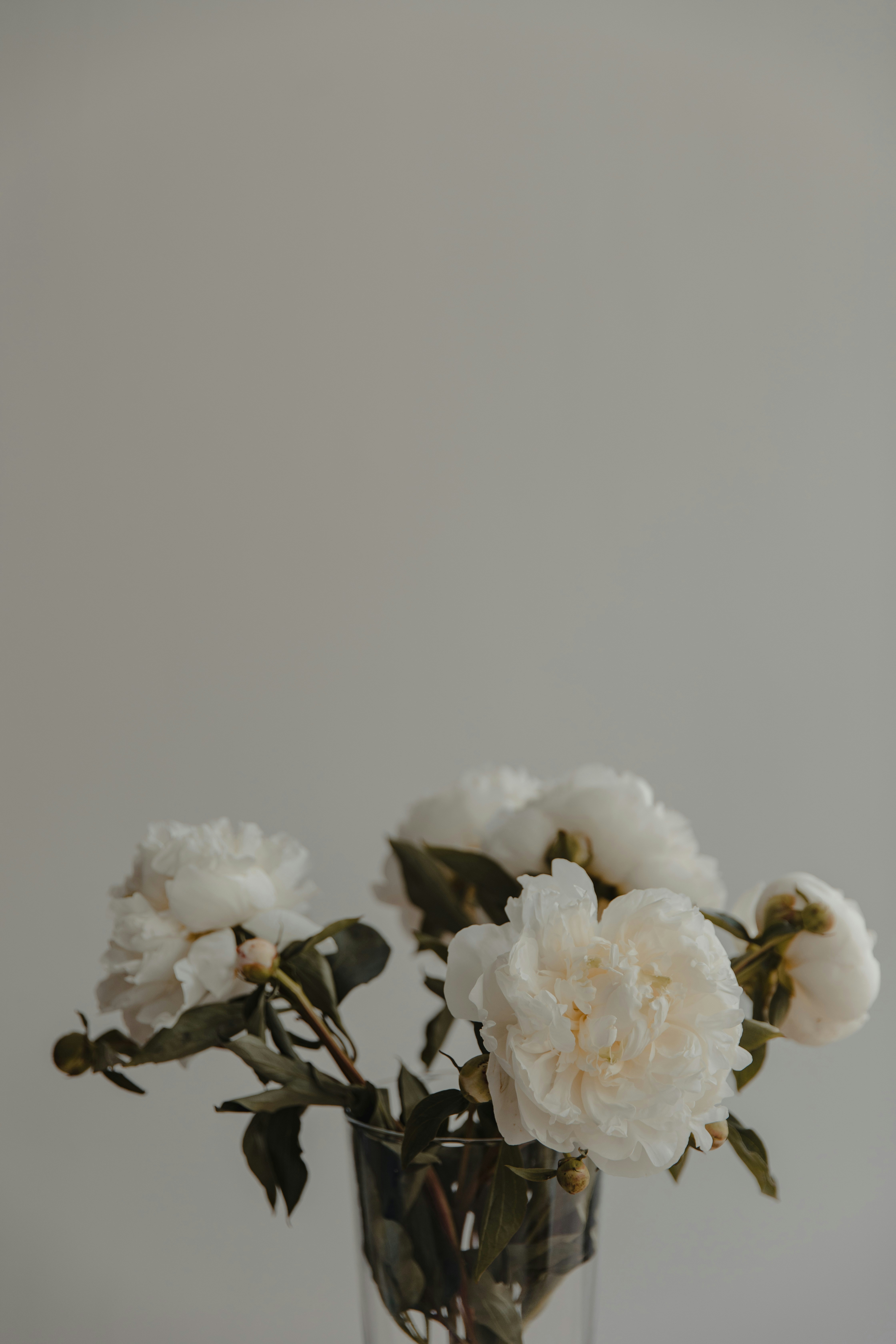 White Peonies in Glass Vase