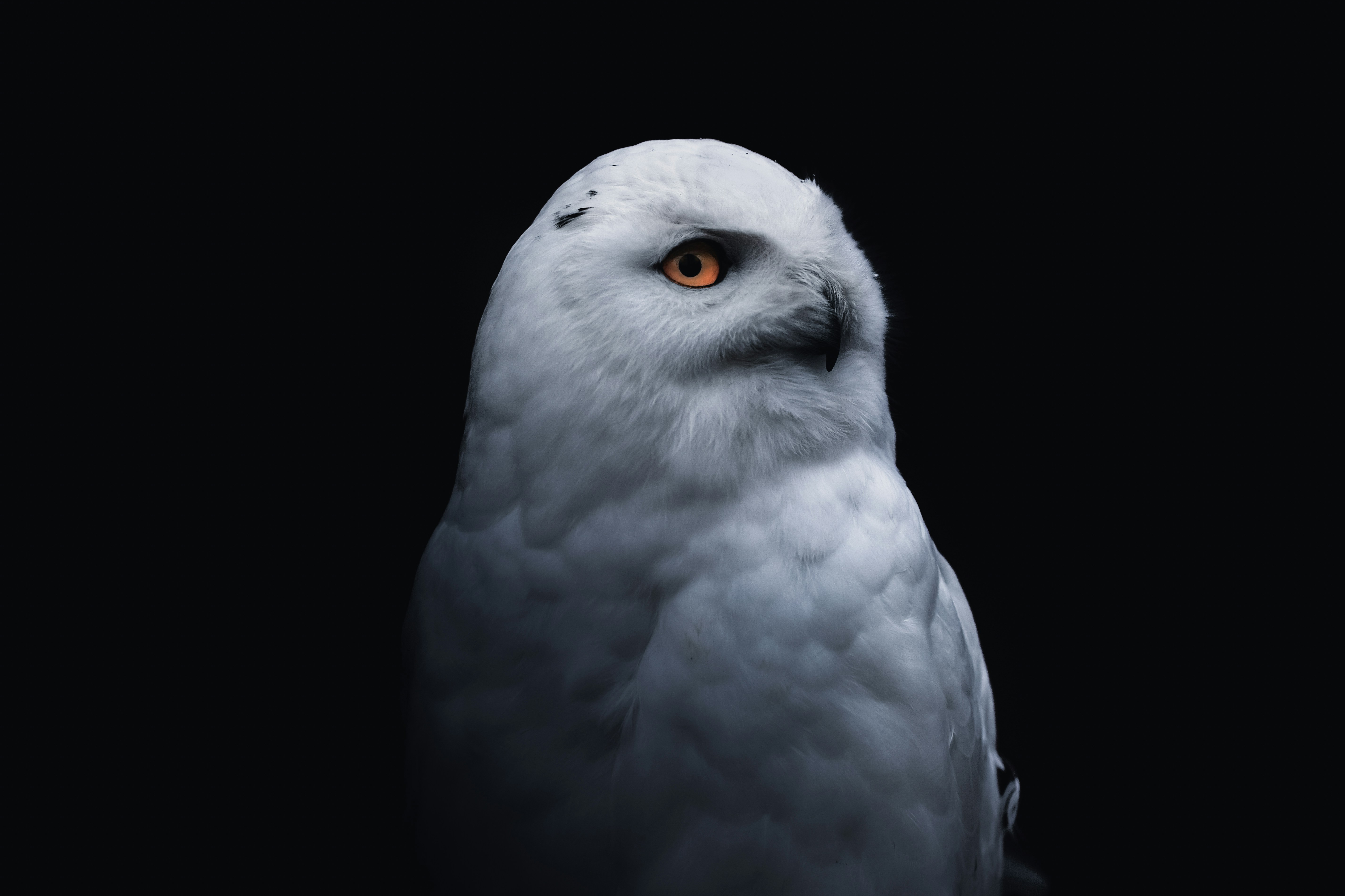 Portrait of Snowy Owl on Black Background