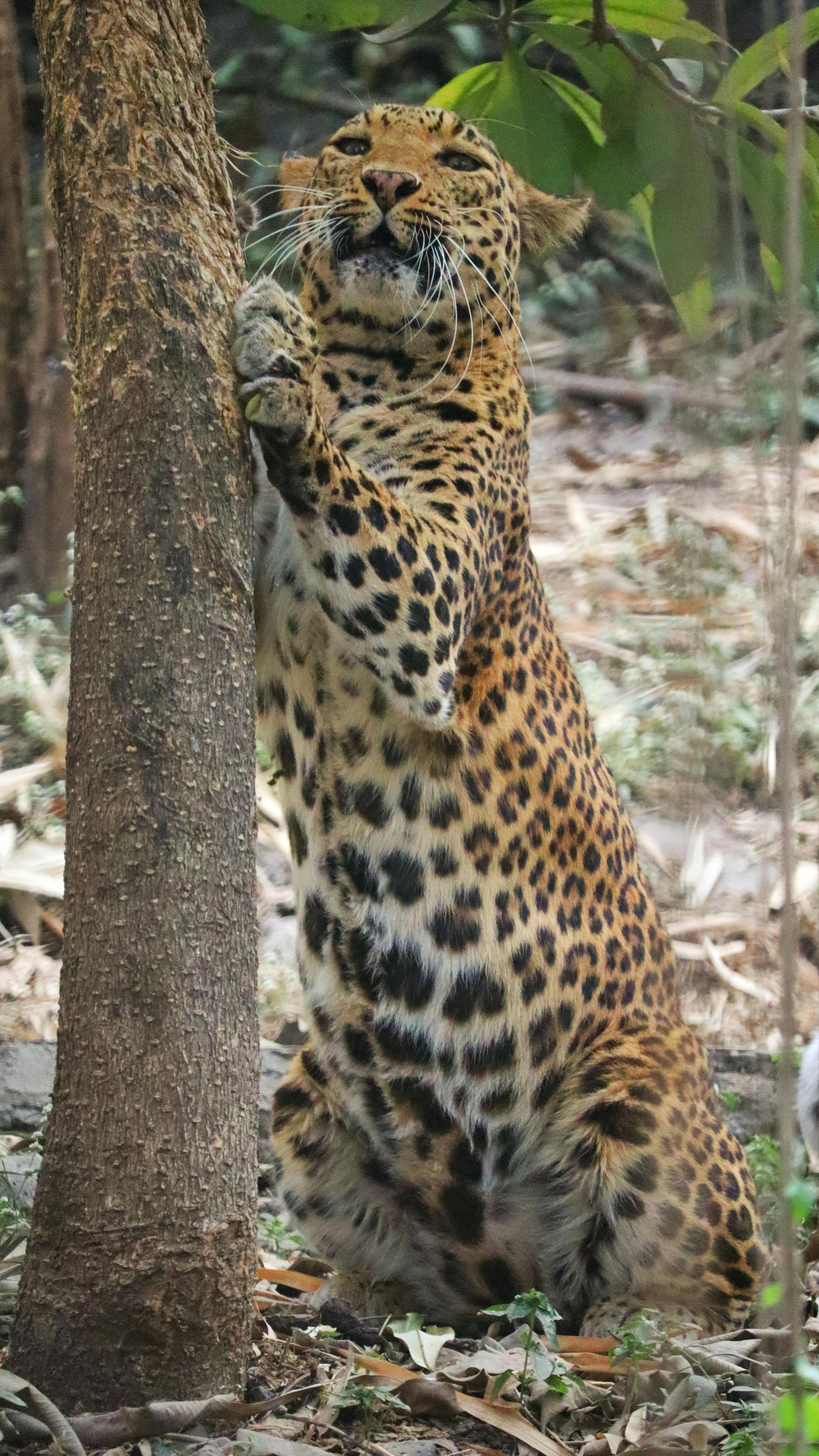 Leopard Standing Against Tree Trunk