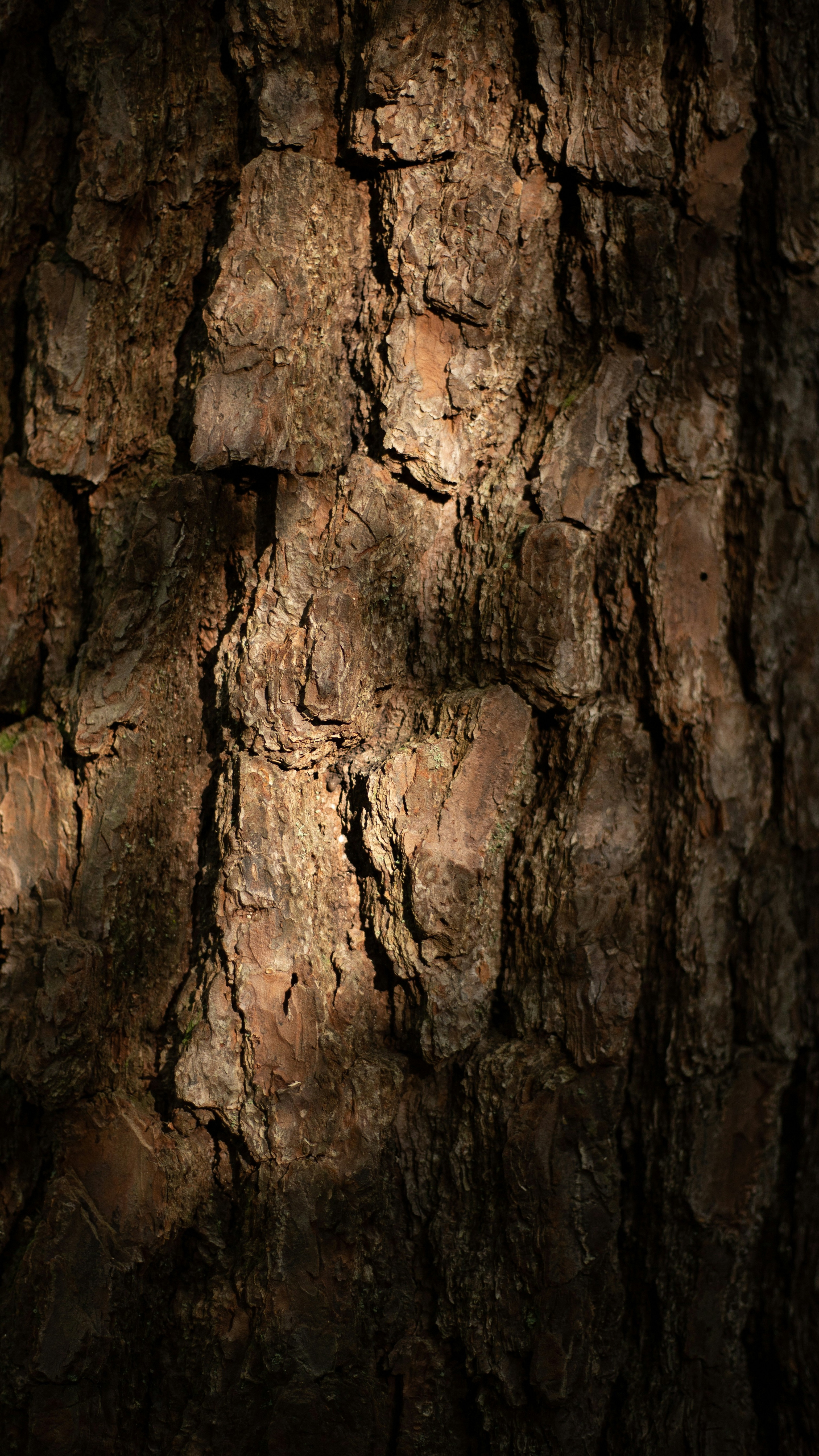 Close Up of Pine Tree Bark
