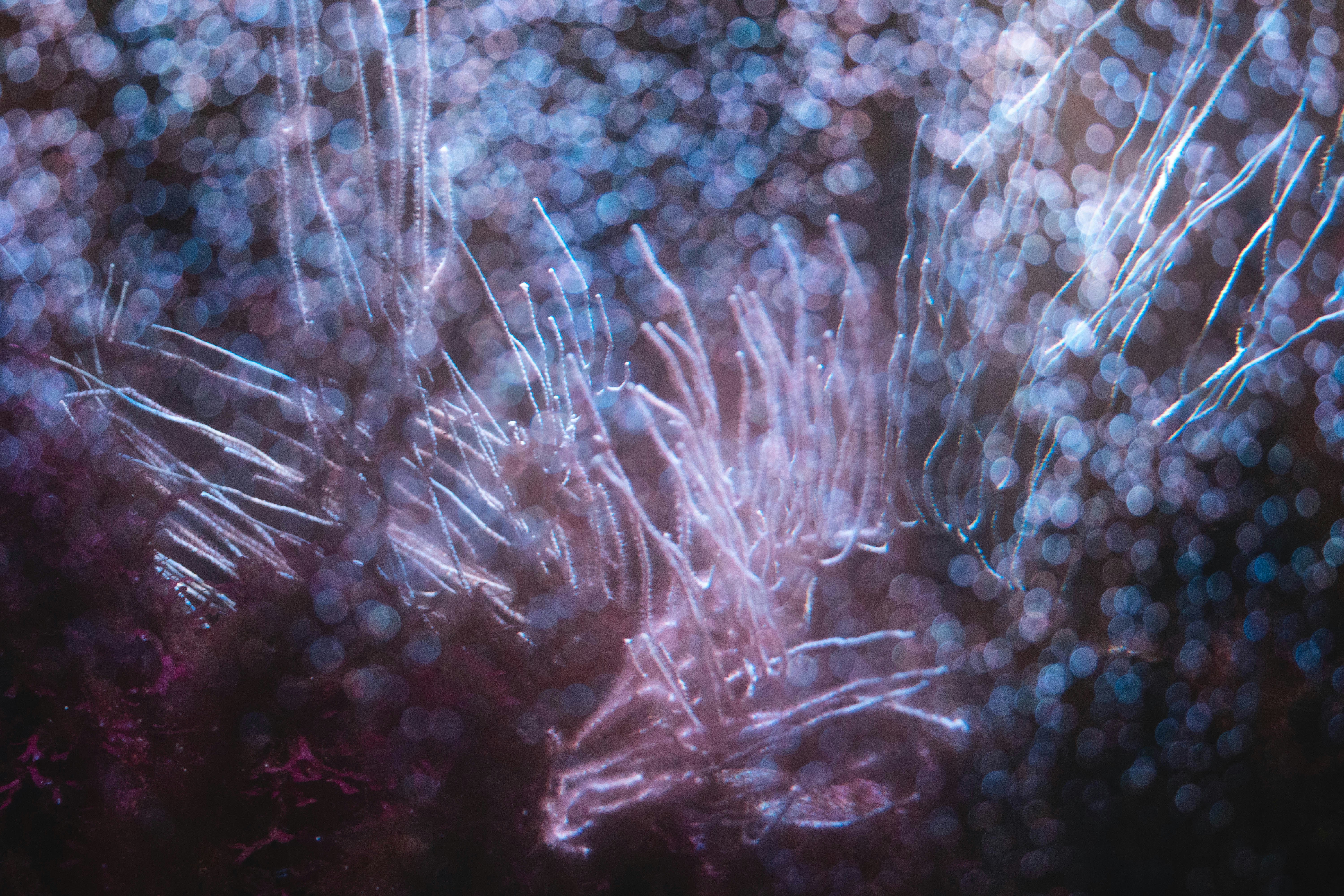 Underwater Glowing Sea Anemone Tentacles