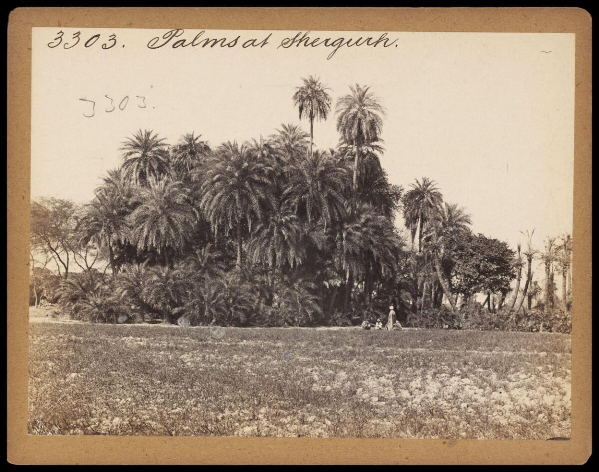 Palms at Sherguh