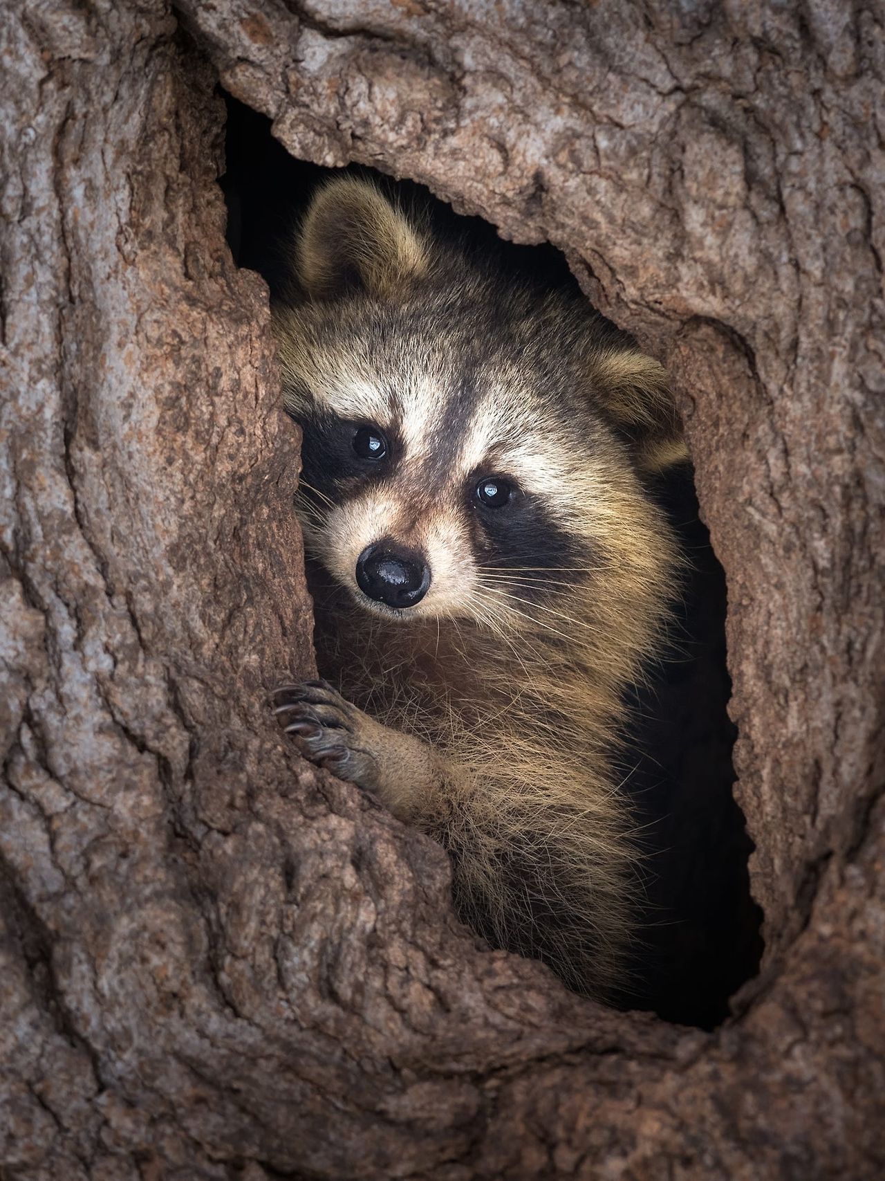 Raccoon Peeking From Tree Hollow