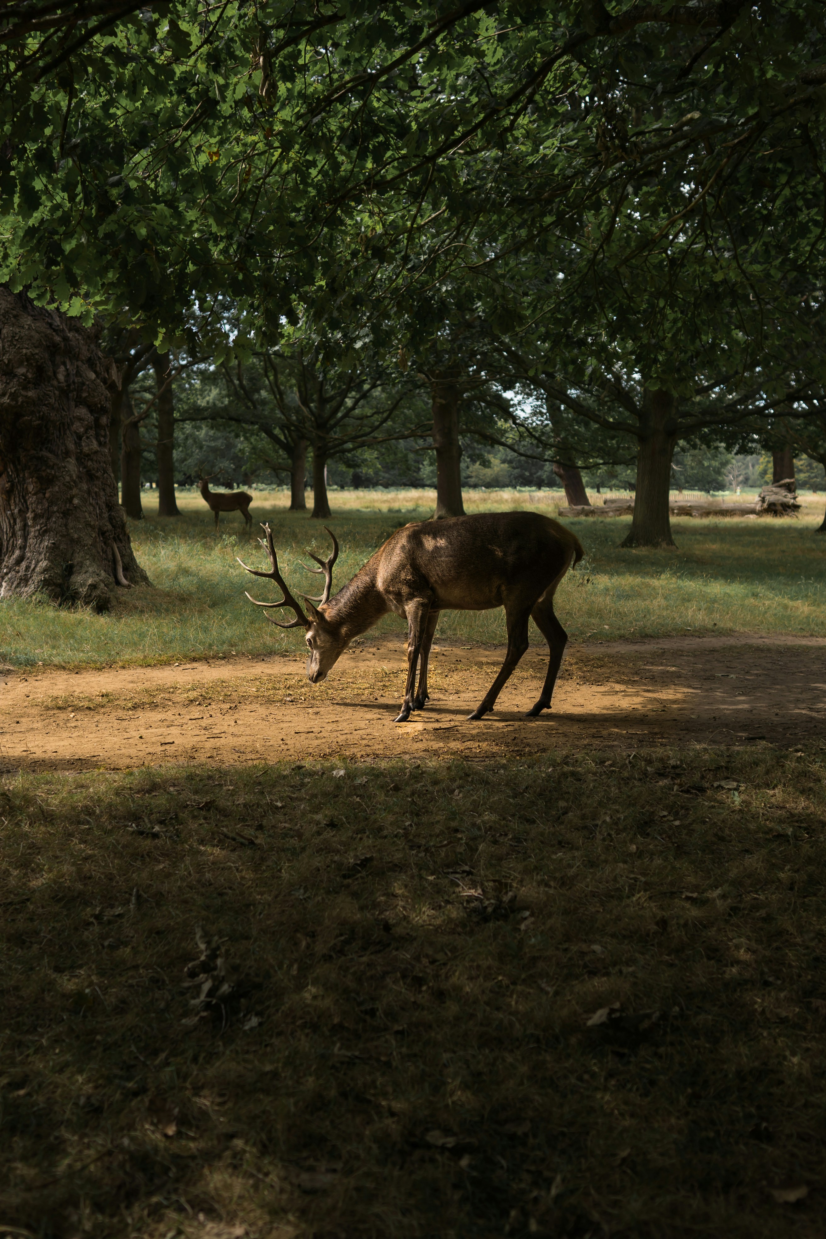 Red Stag in Woodland Park