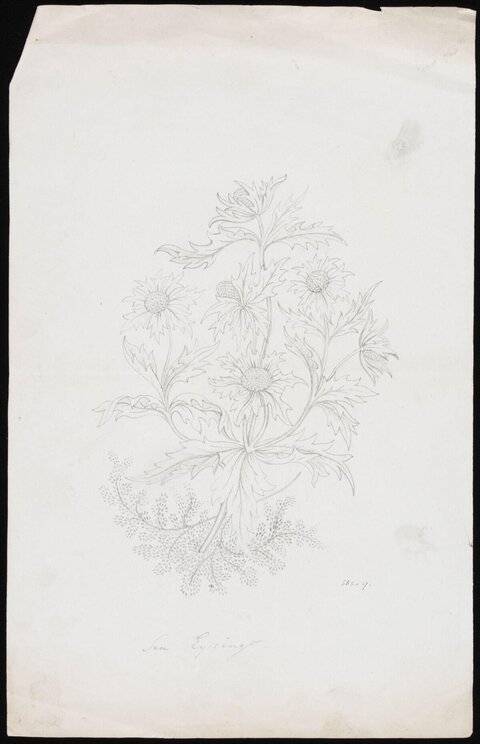 Pencil Sketch of Sea Eryngo