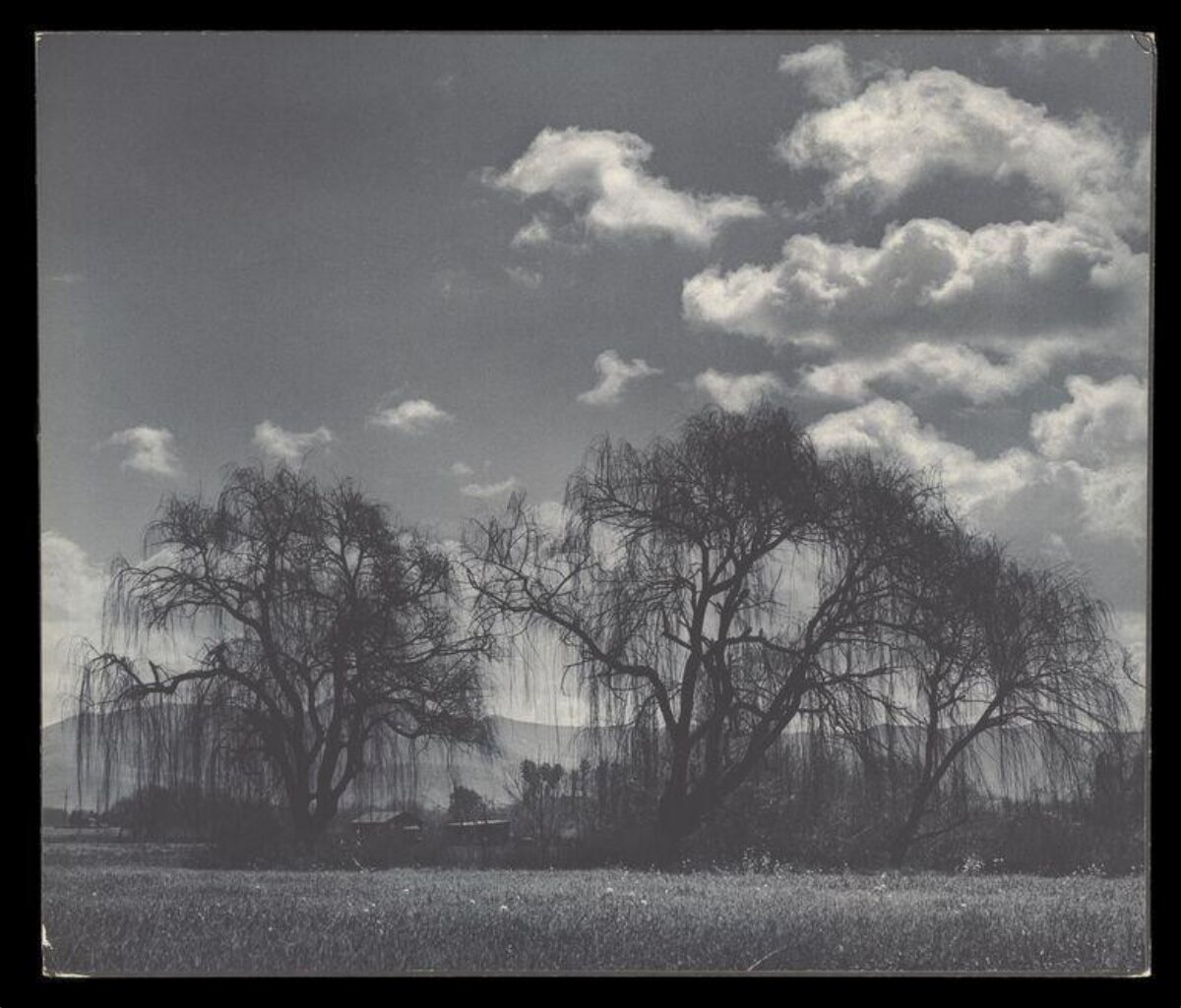 Black and White Willow Landscape