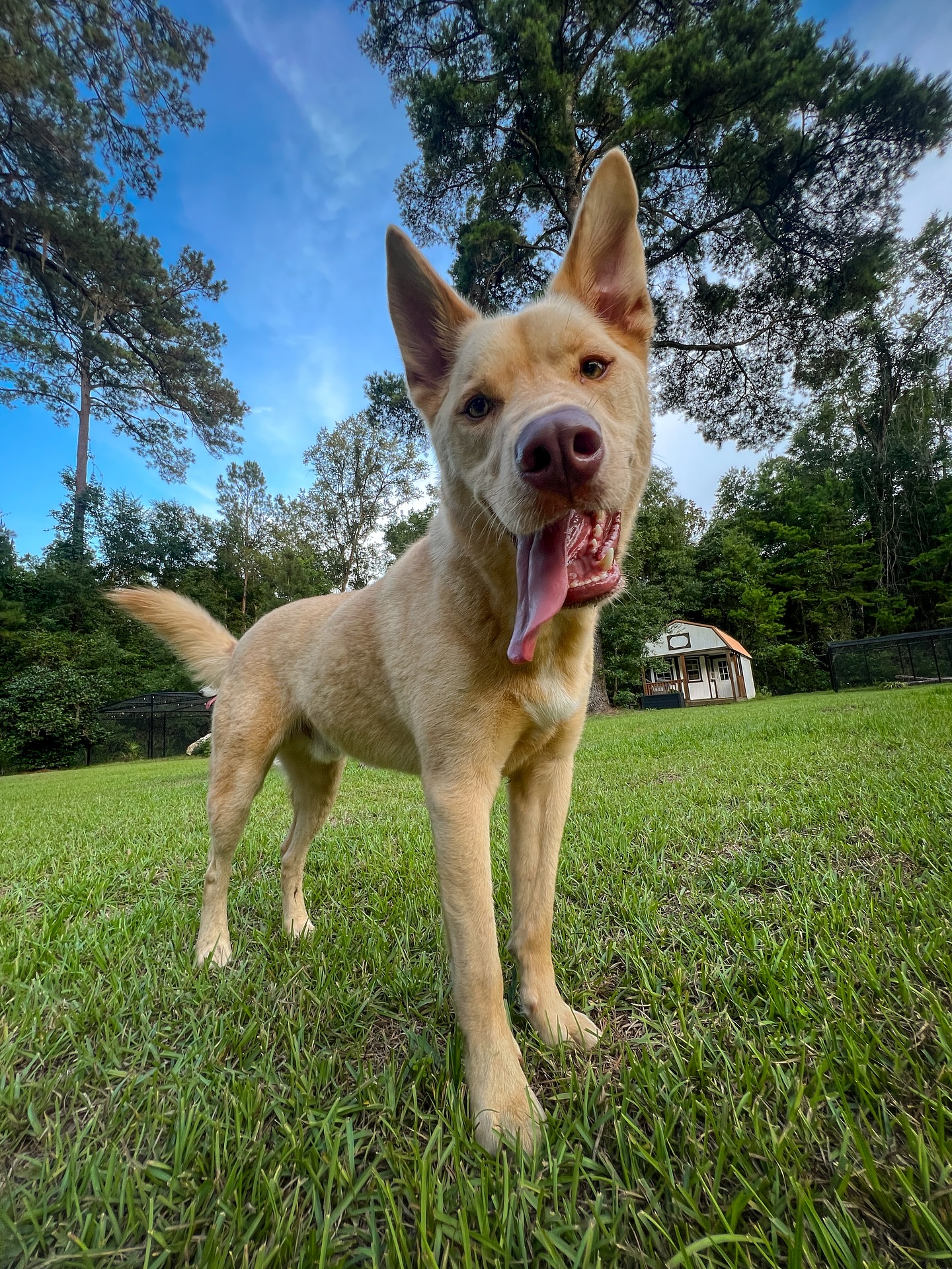 Happy Tan Dog on Green Lawn