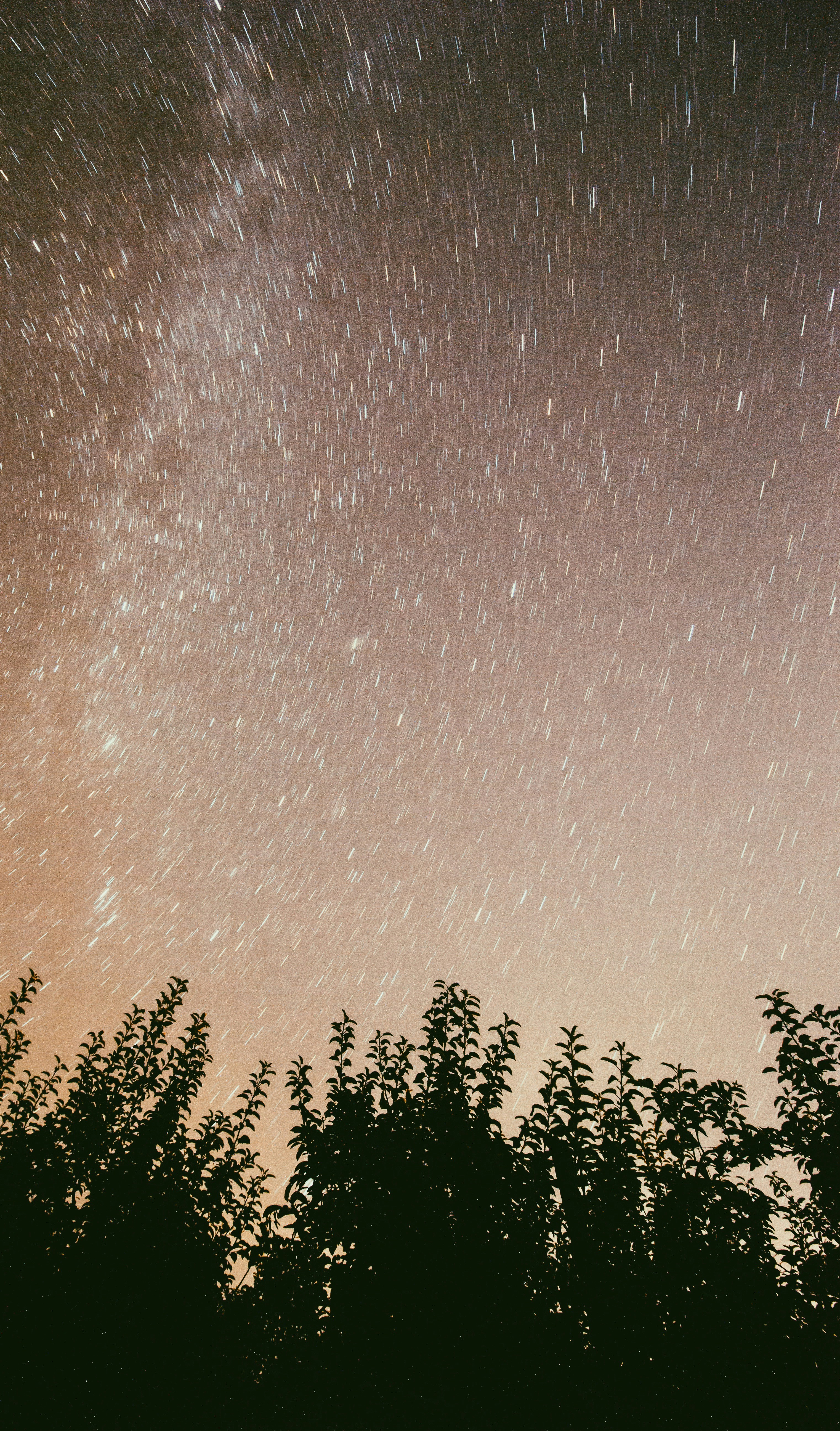 Star Trails Night Sky Over Trees