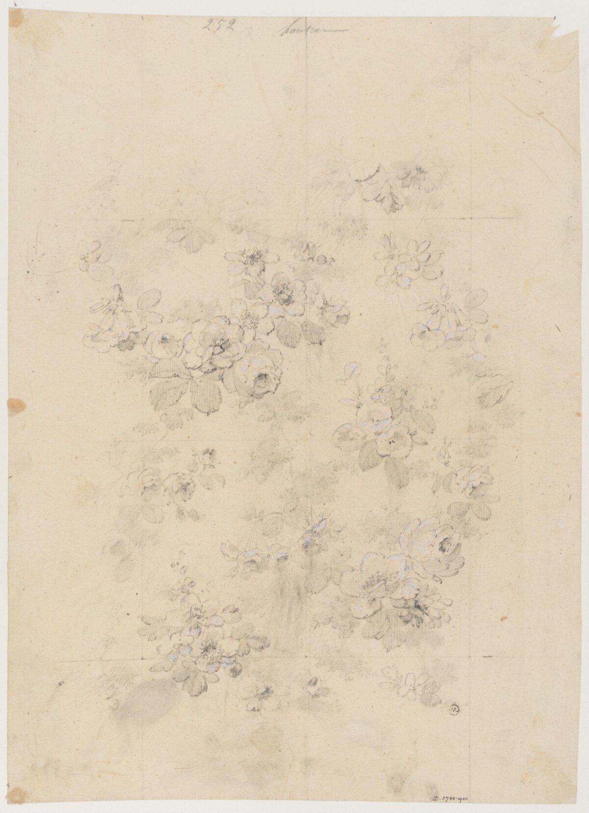 Pencil Sketch of Flower Clusters