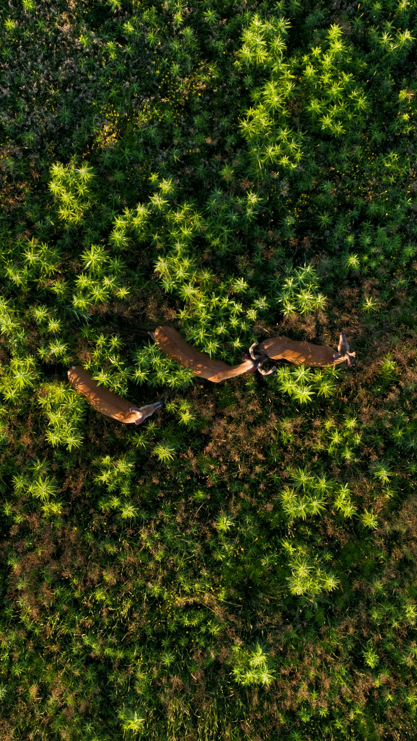 Wallpapers