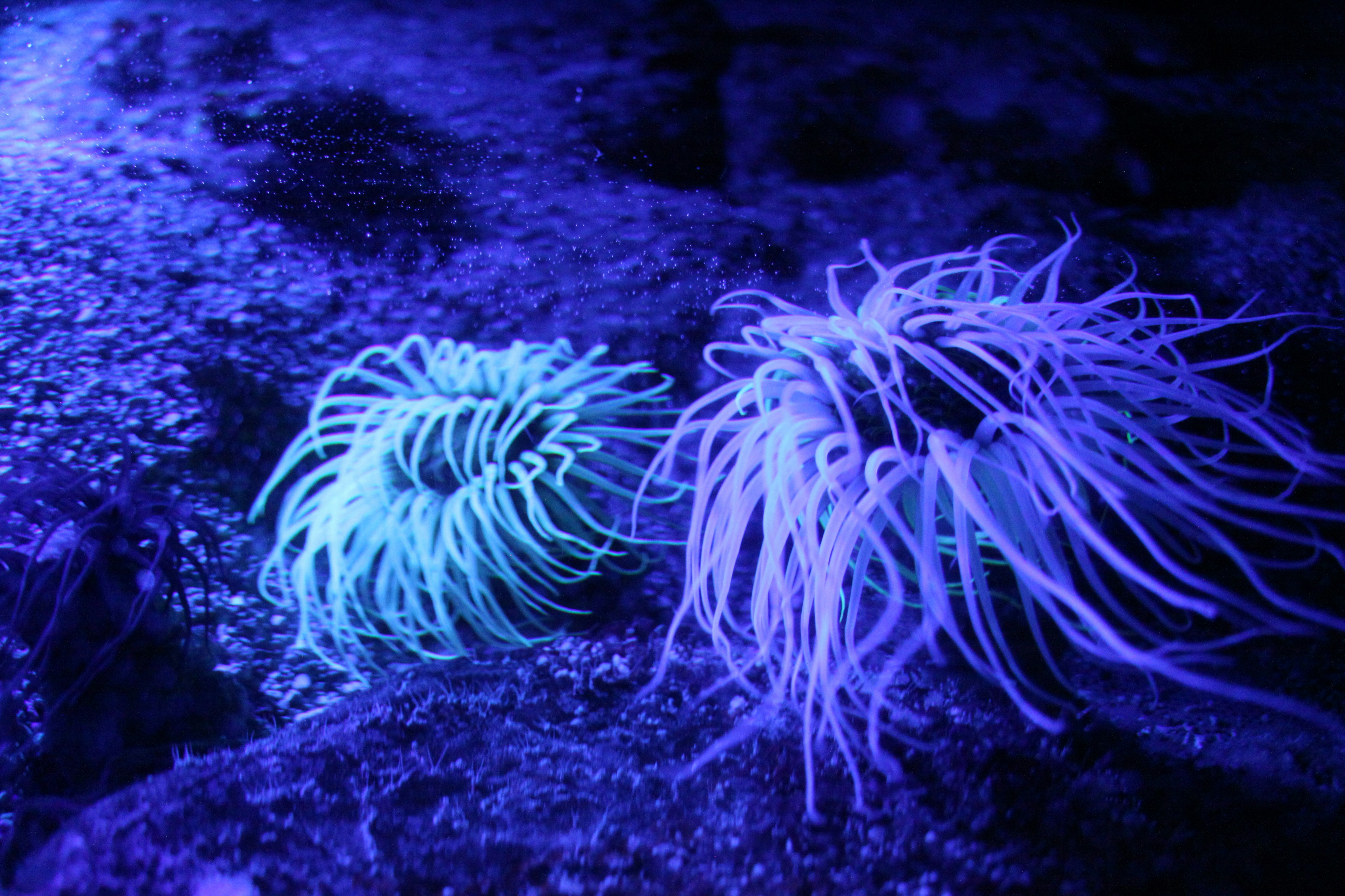 Two Sea Anemones Underwater