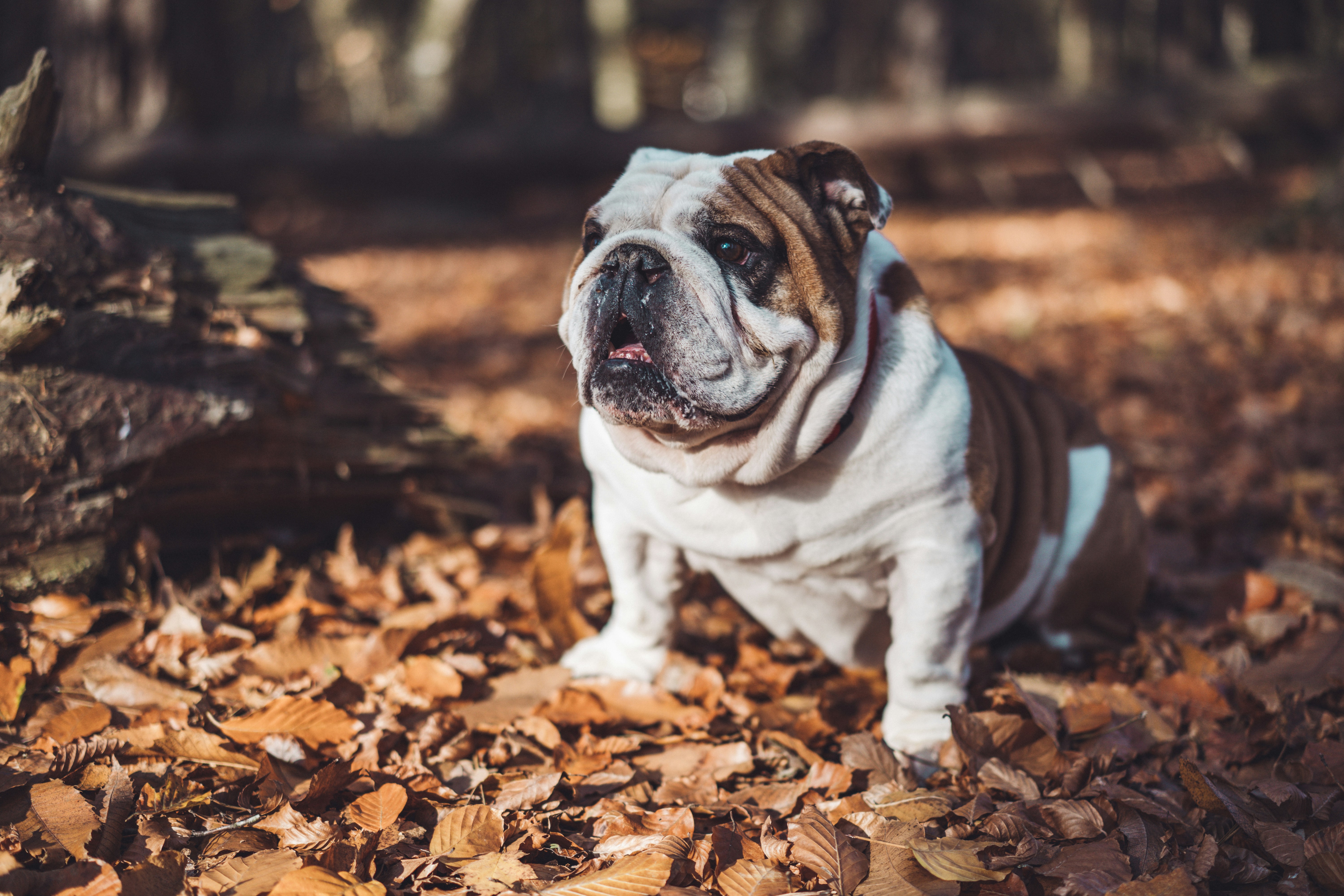 English Bulldog in Autumn Leaves