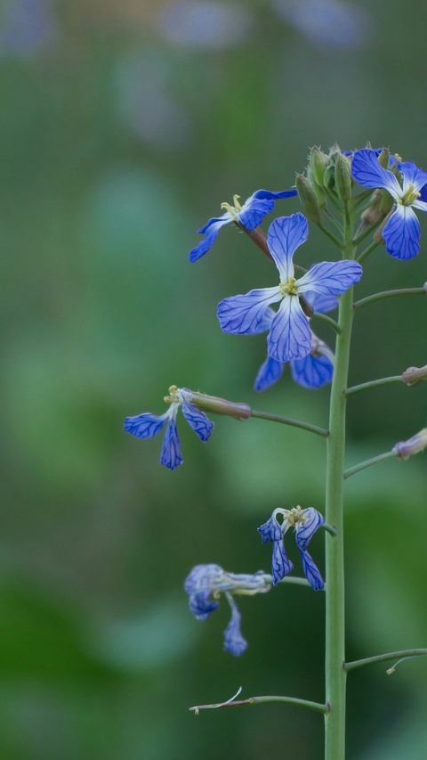 Blue Wildflowers on Stem