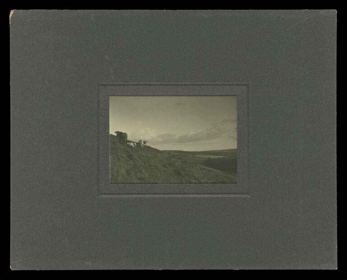 Cattle on Grassy Hillside