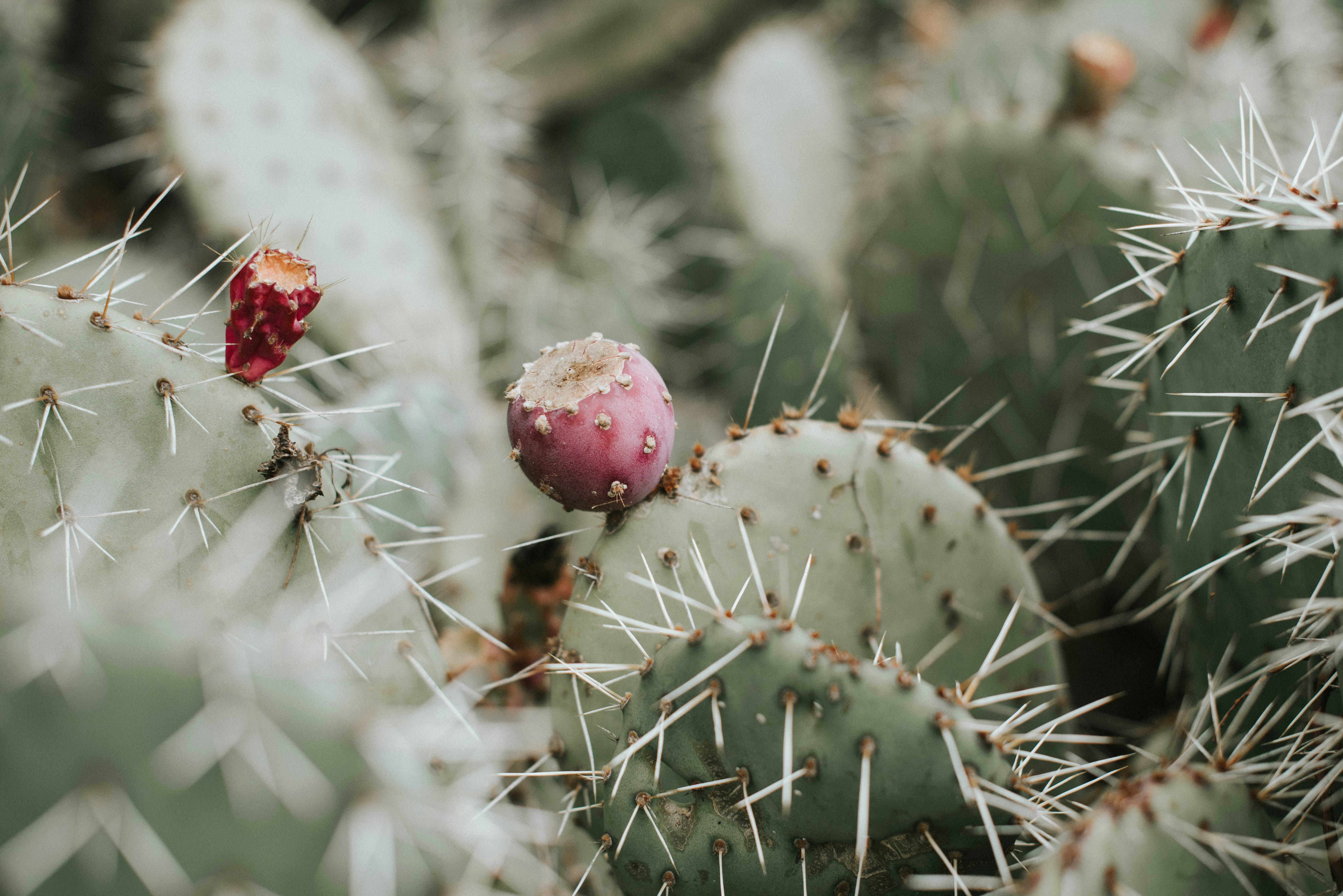 Prickly Pear Cactus with Fruits