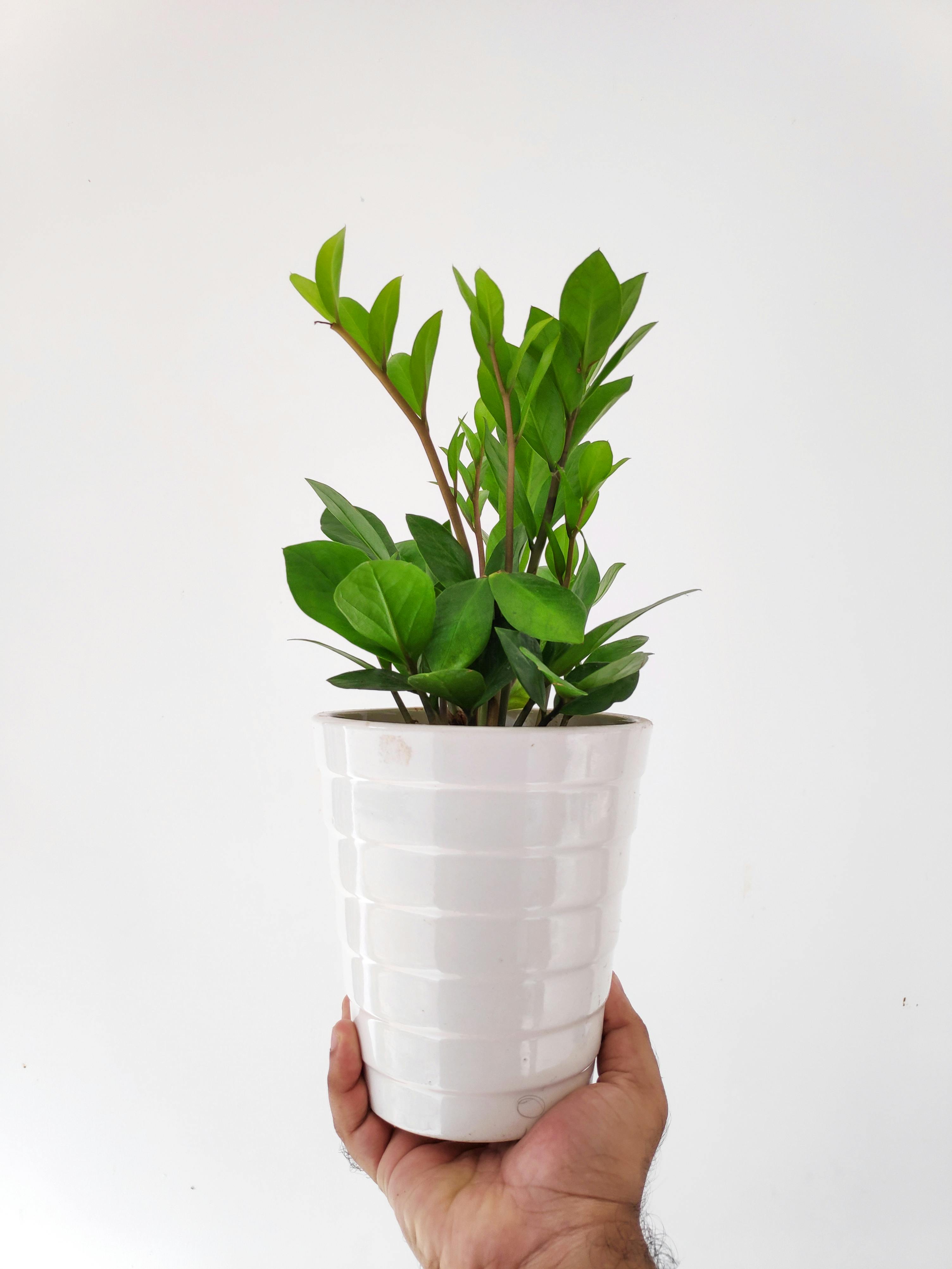 Hand Holding Potted Houseplant
