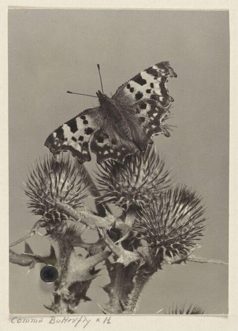 Comma Butterfly on Thistle