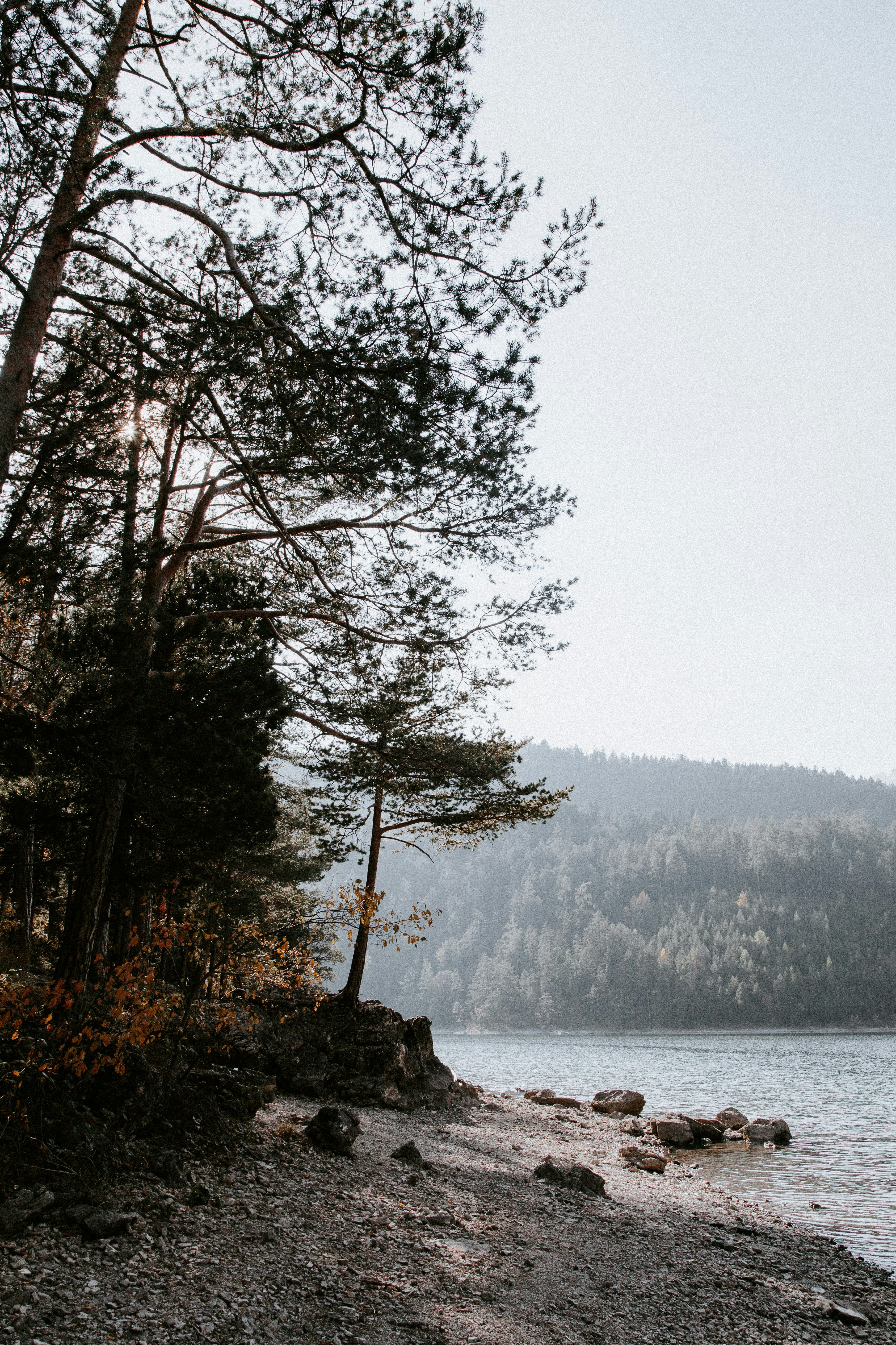 Lakeside Pine Forest and Distant Hills