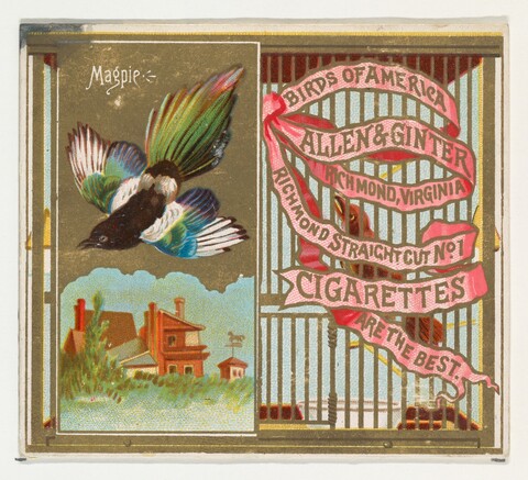 Vintage Magpie Cigarette Ad Card
