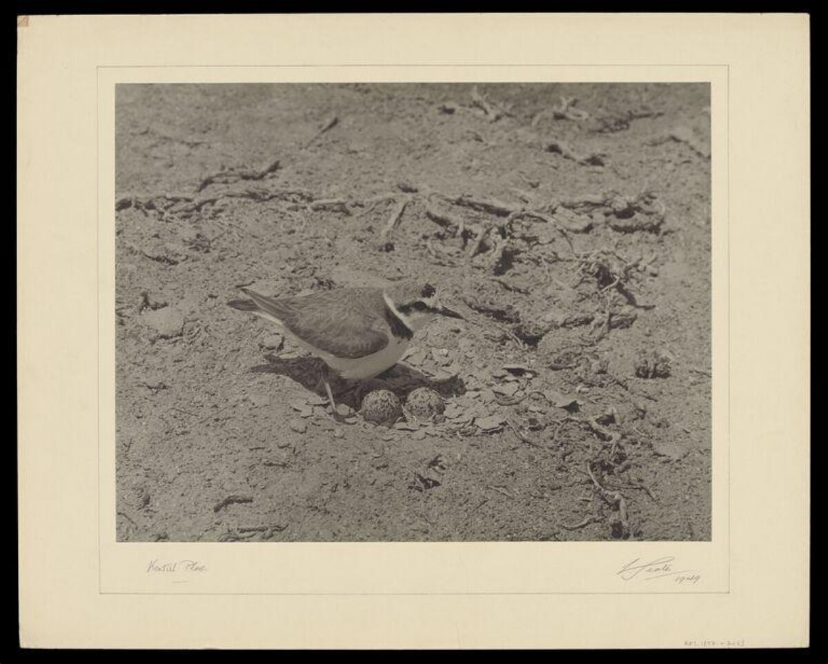 Killdeer Plover at Nest with Eggs