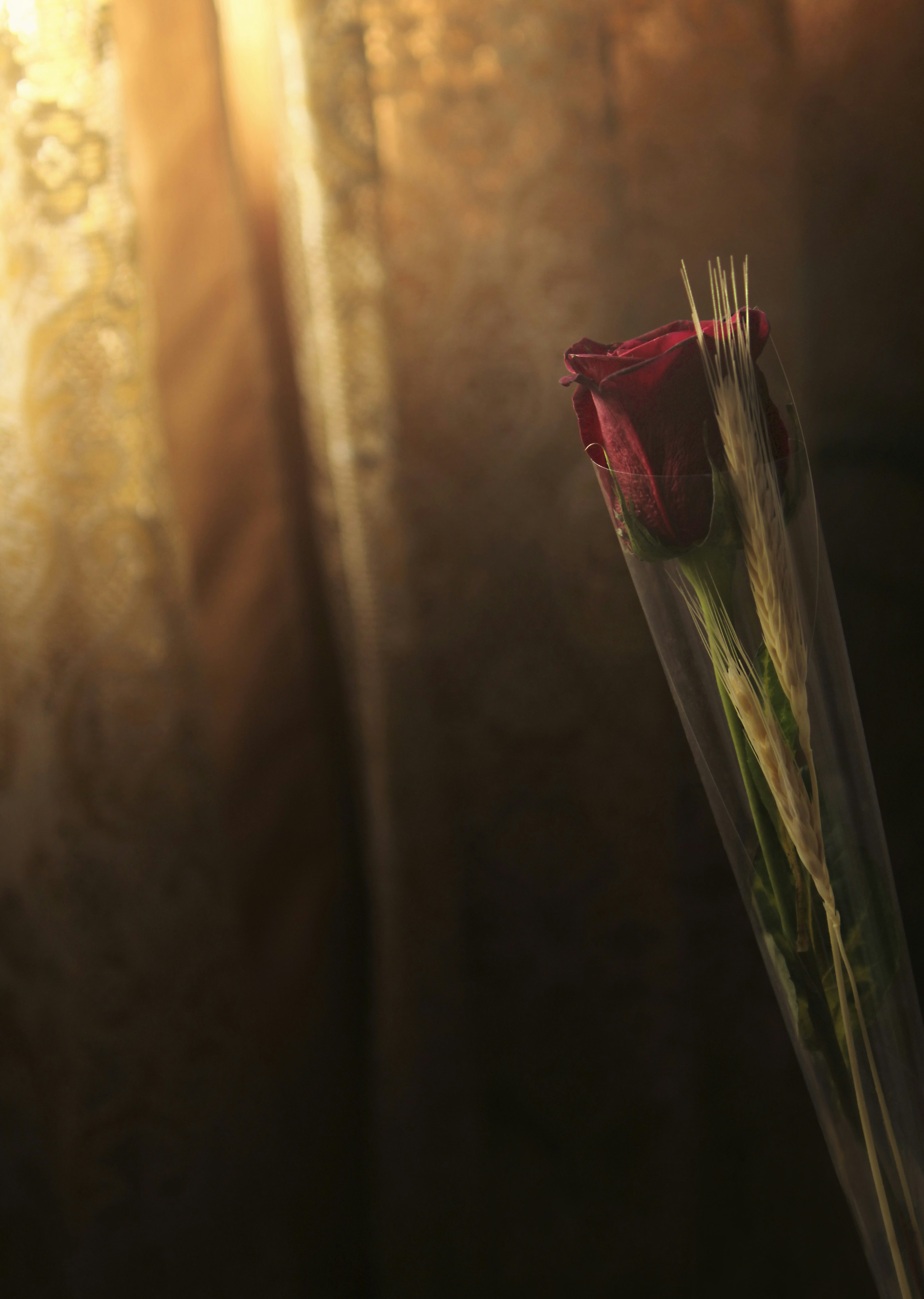 Single Wrapped Red Rose