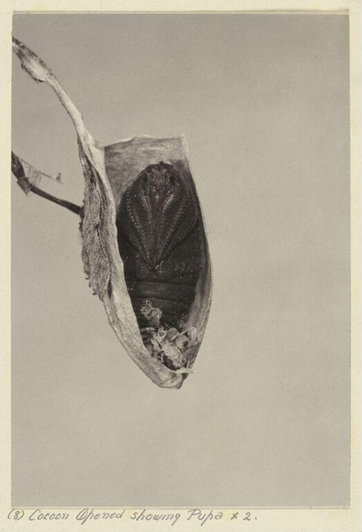 Opened Cocoon Revealing Pupa