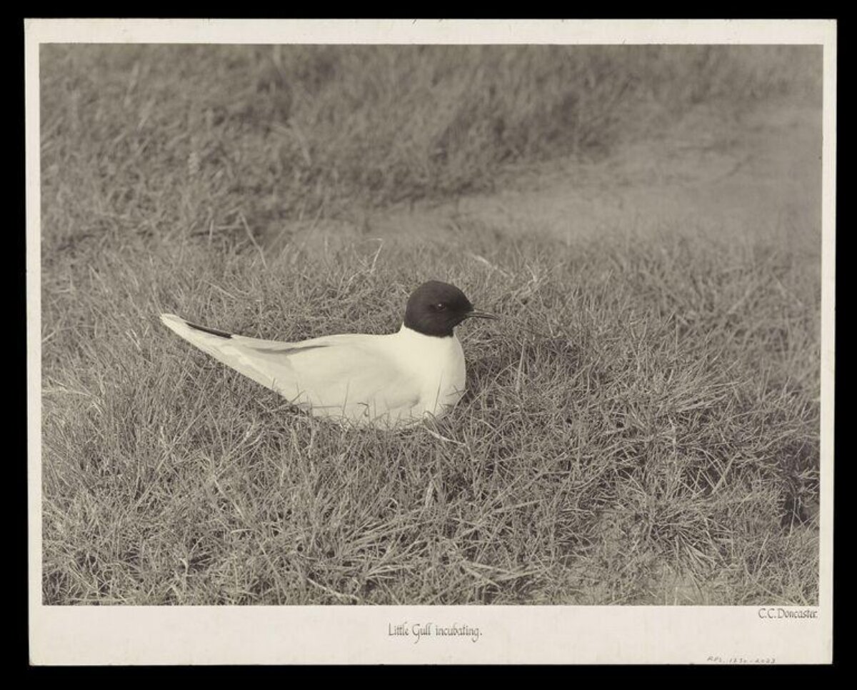 Little Gull Incubating on Grass