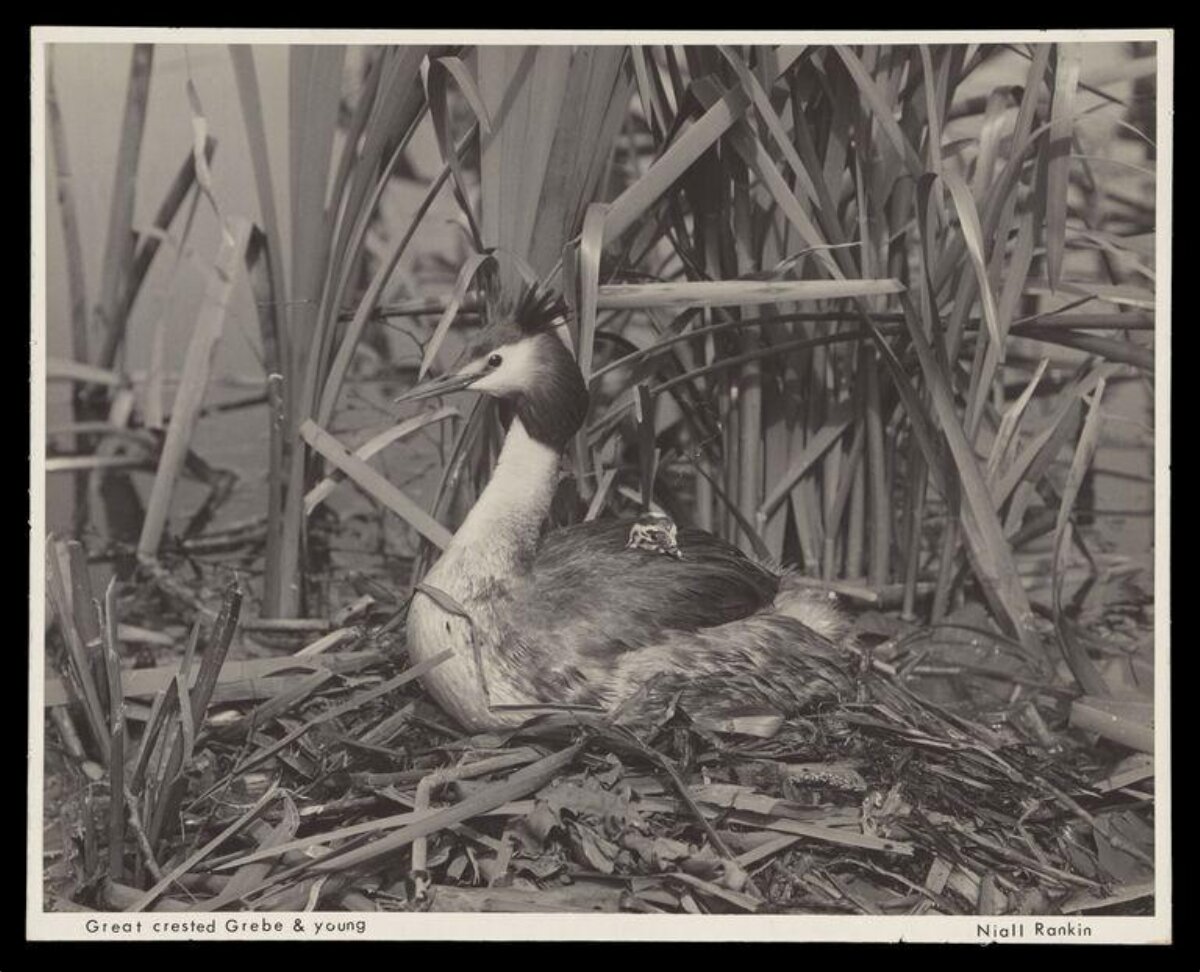Great Crested Grebe and Young on Nest