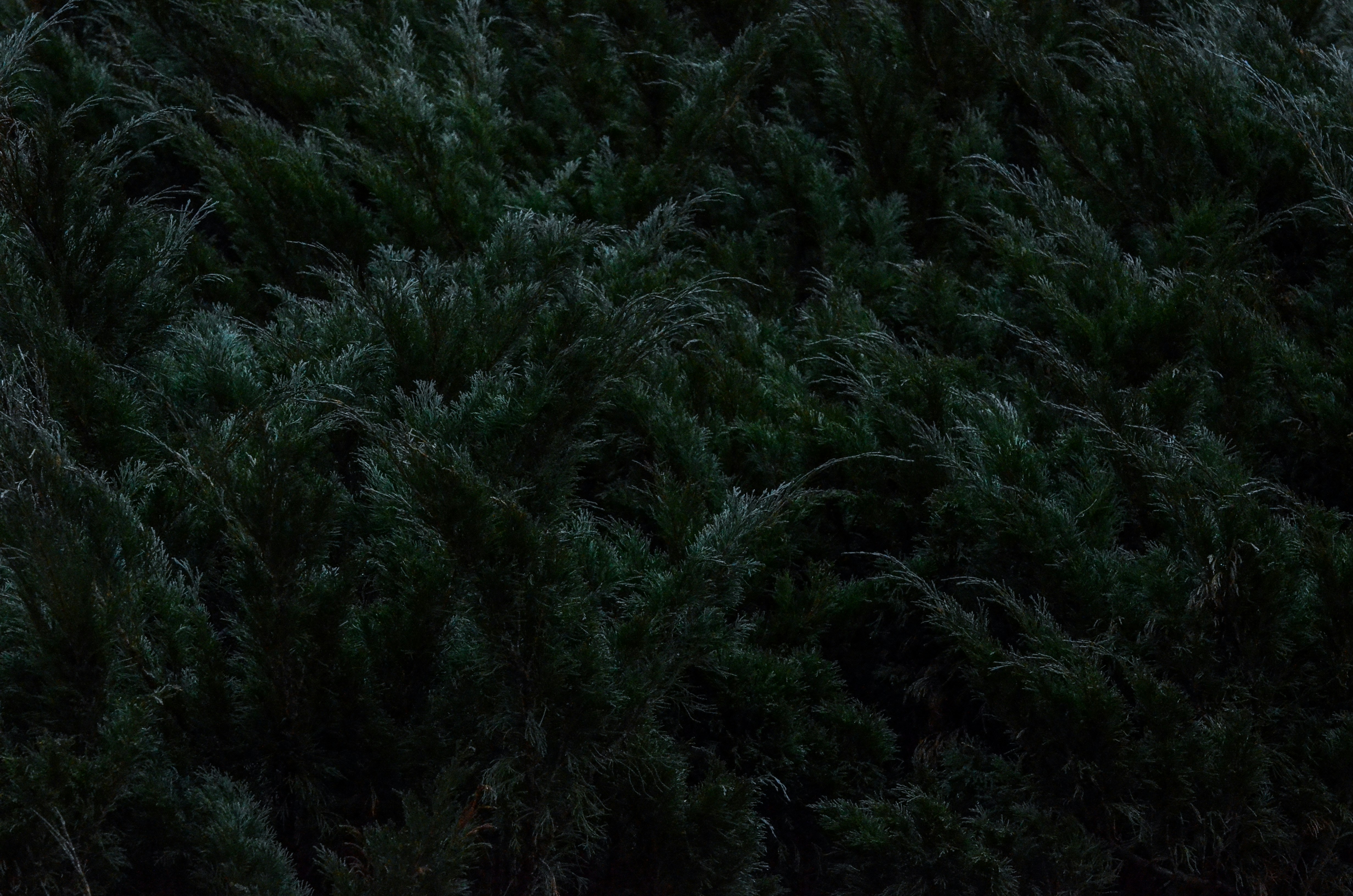 Dense Dark Evergreen Foliage — Background Images