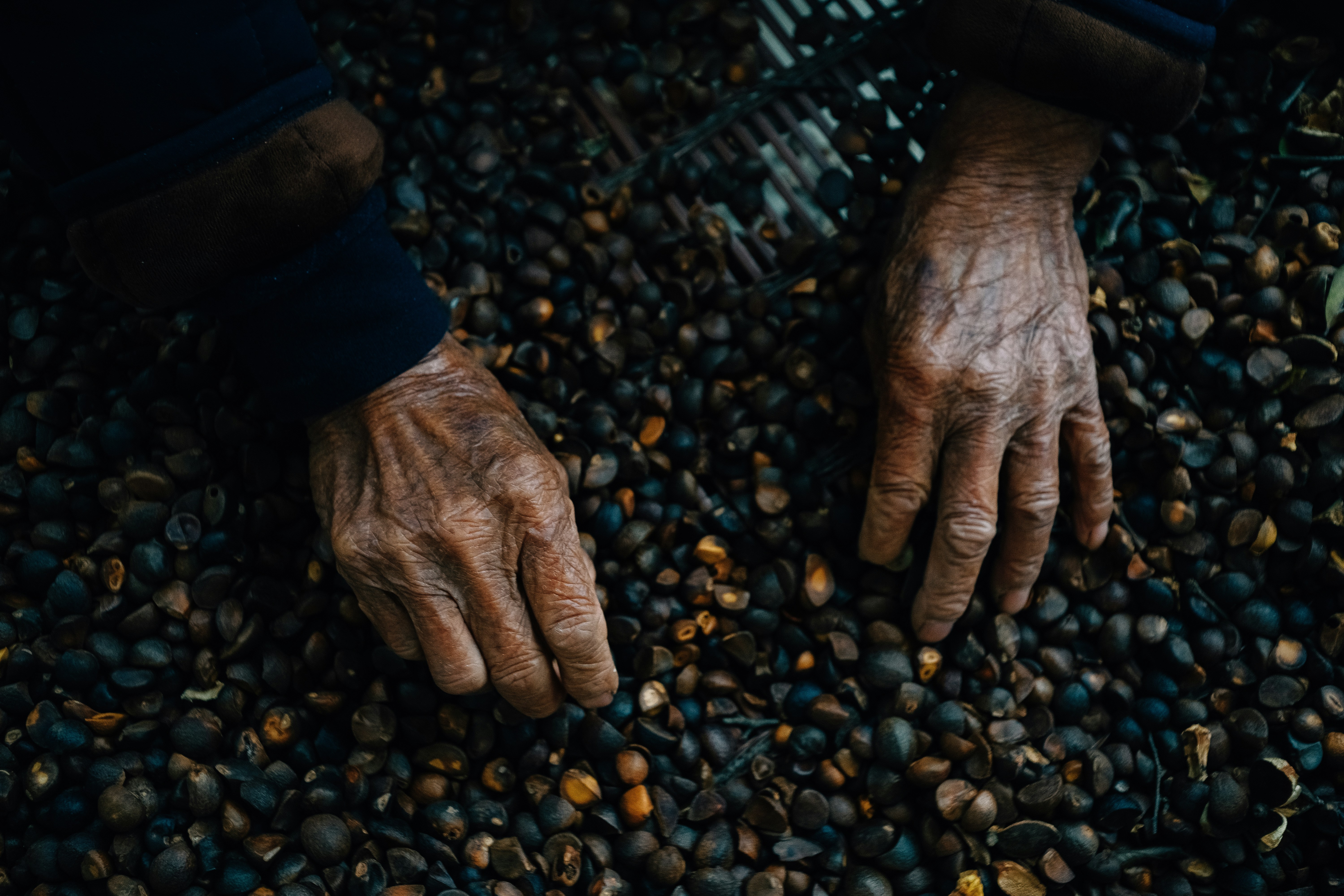 Elderly Hands Sorting Camellia Seeds