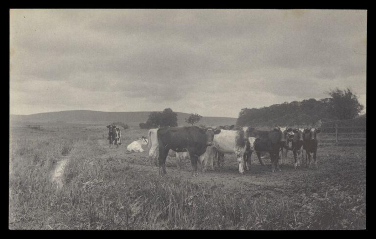 Herd of Cattle in Open Pasture