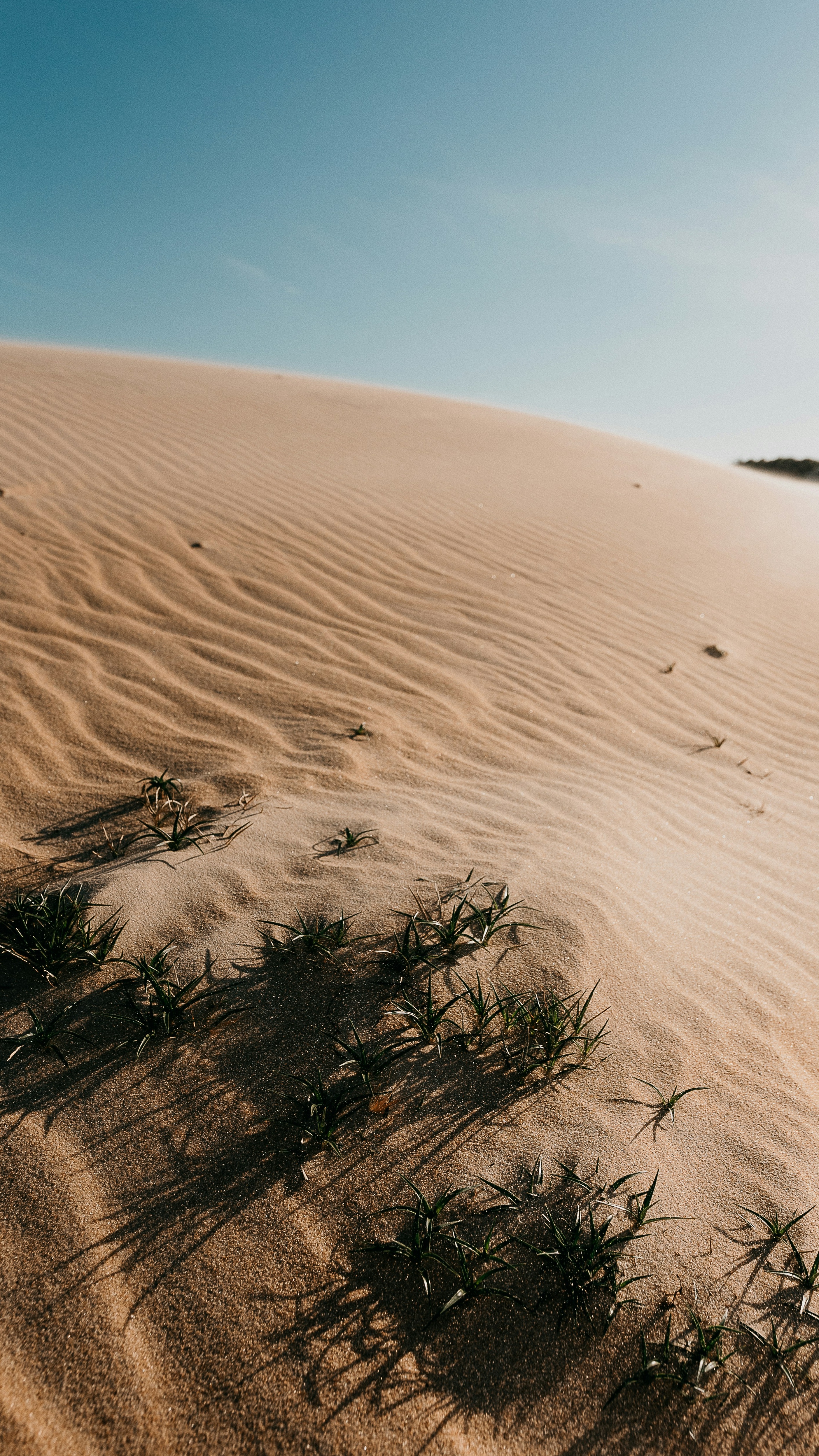 Rippled Sand Dune with Desert Grasses